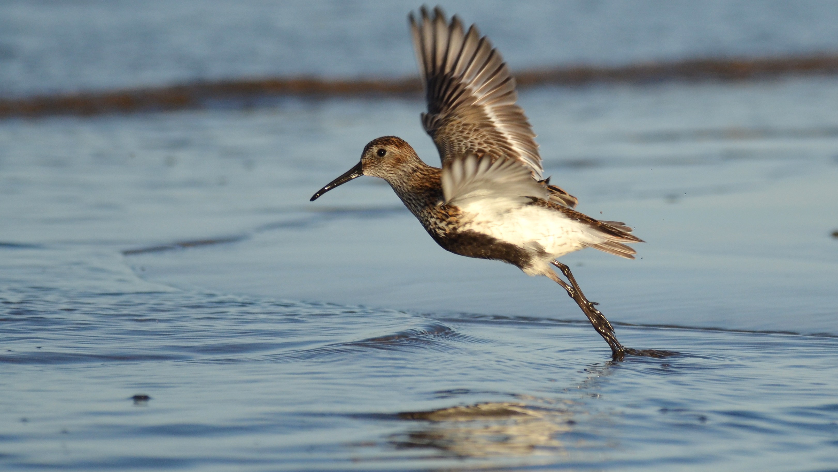 02-Jan Birdwatching in January Section Image