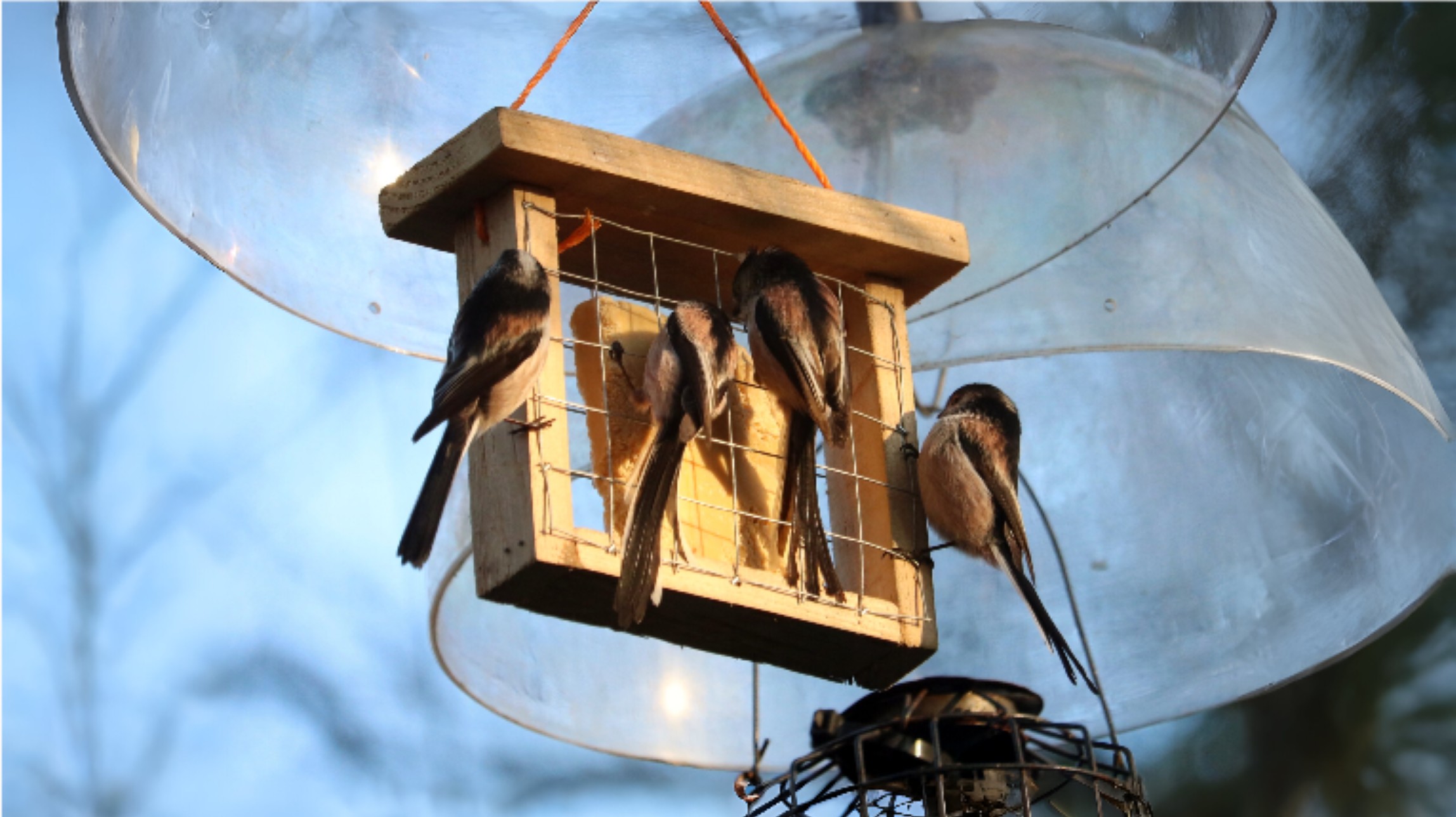 09-Jan Winter Wildlife at Your Feeder Section Image