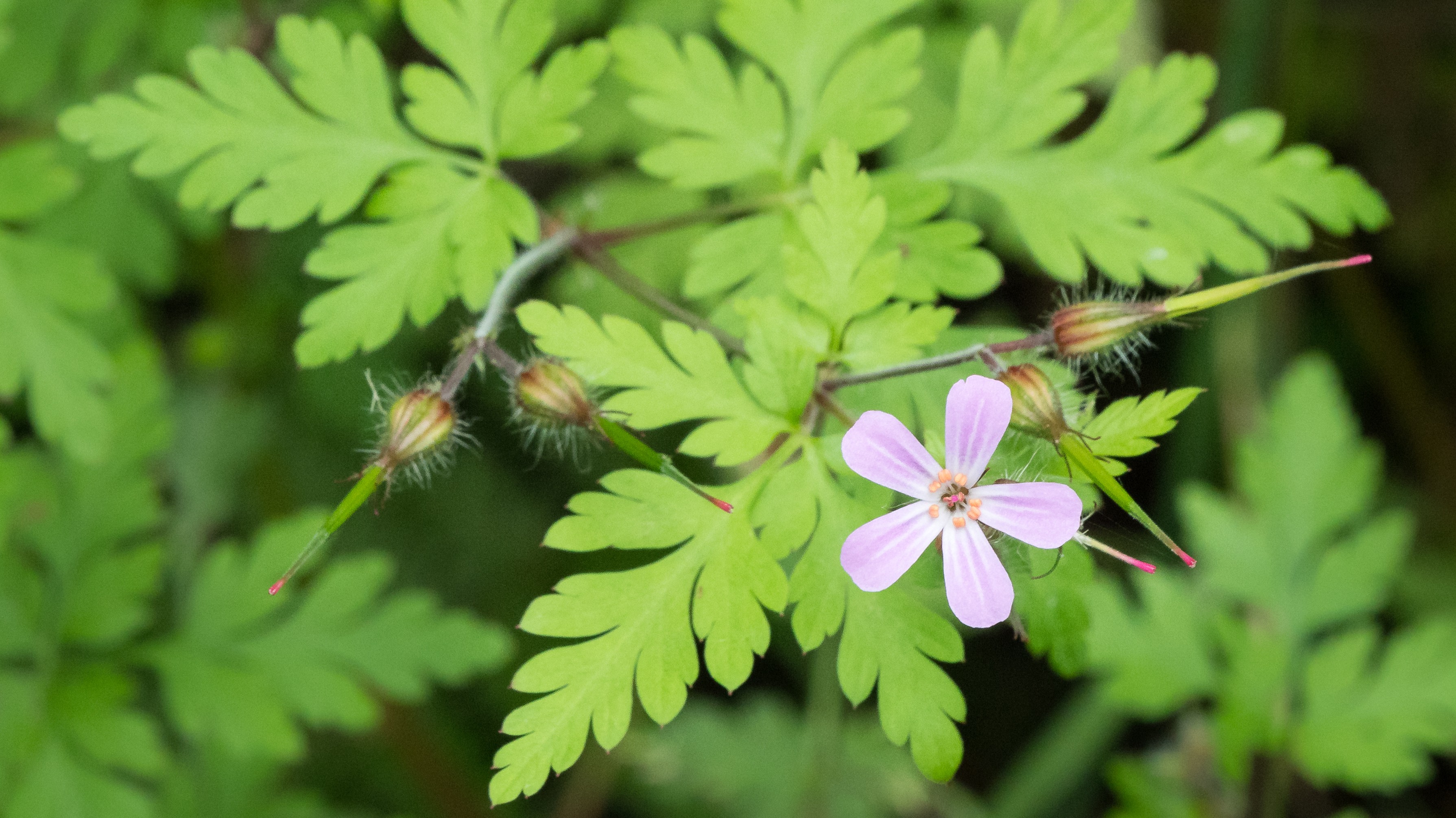 11-Jan January's Wild Flowers Section Image