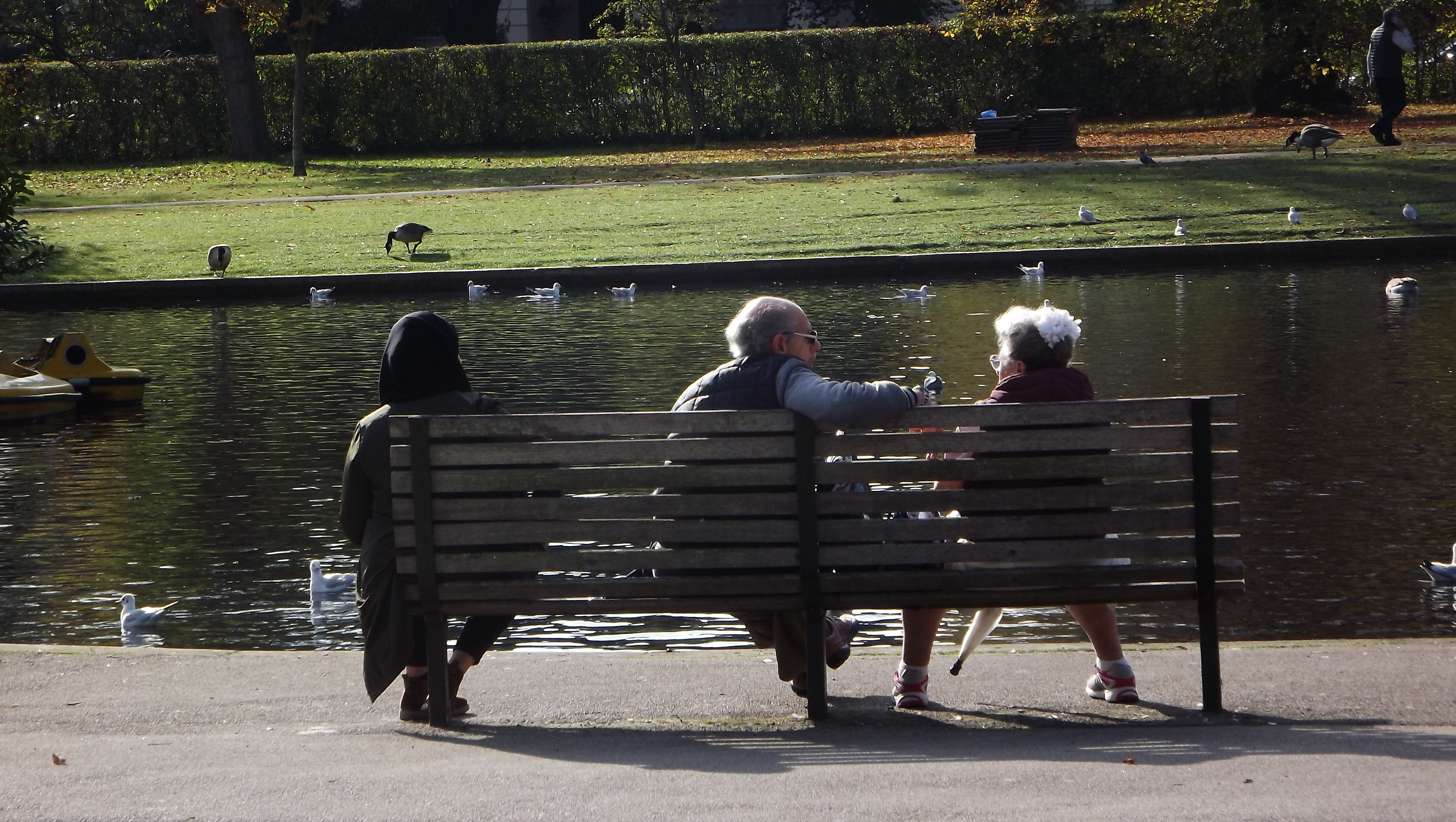 07-Jan Wildfowl in London's Parks Section Image
