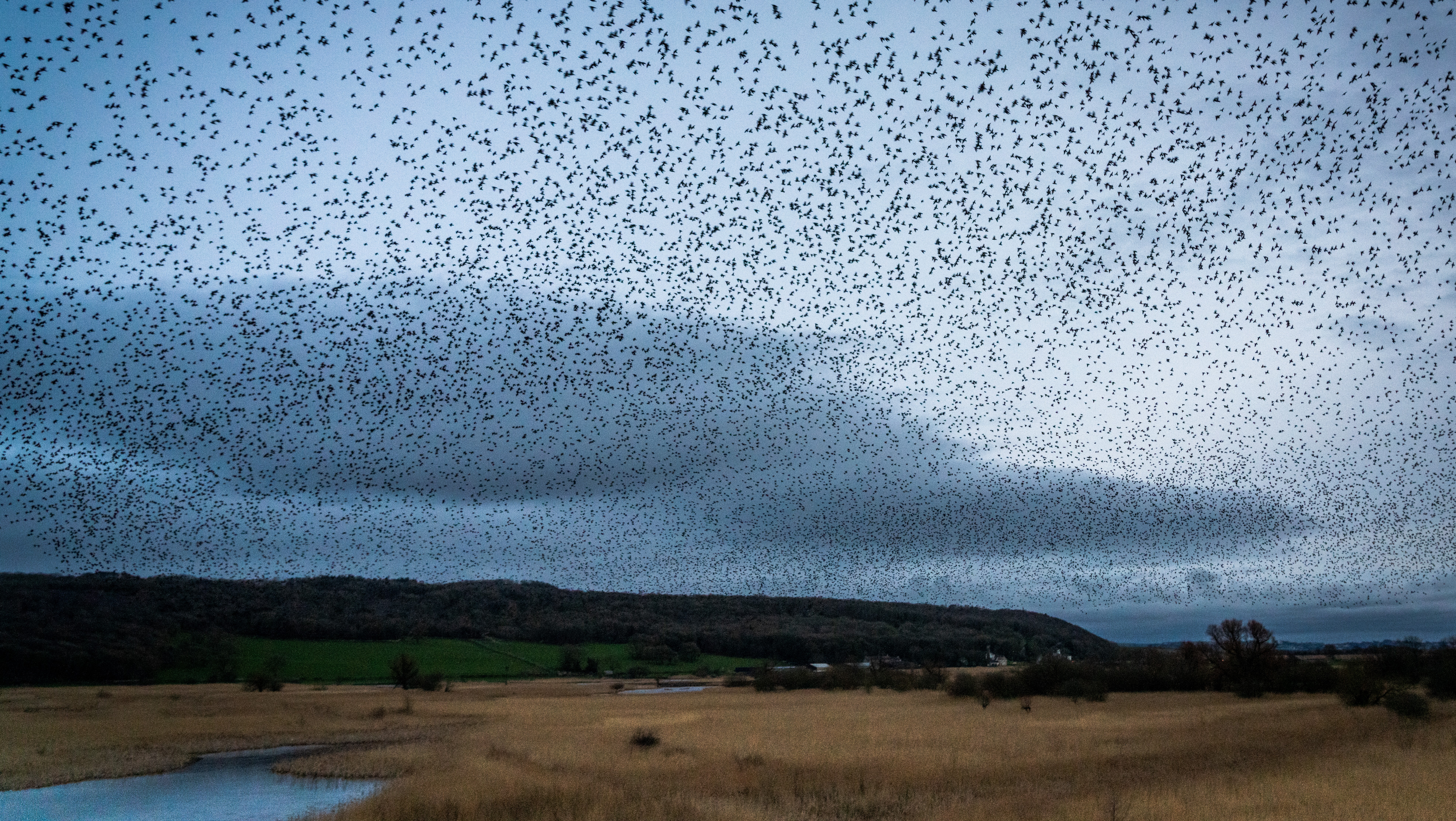 08-Jan The Beauty of Flocks Section Image