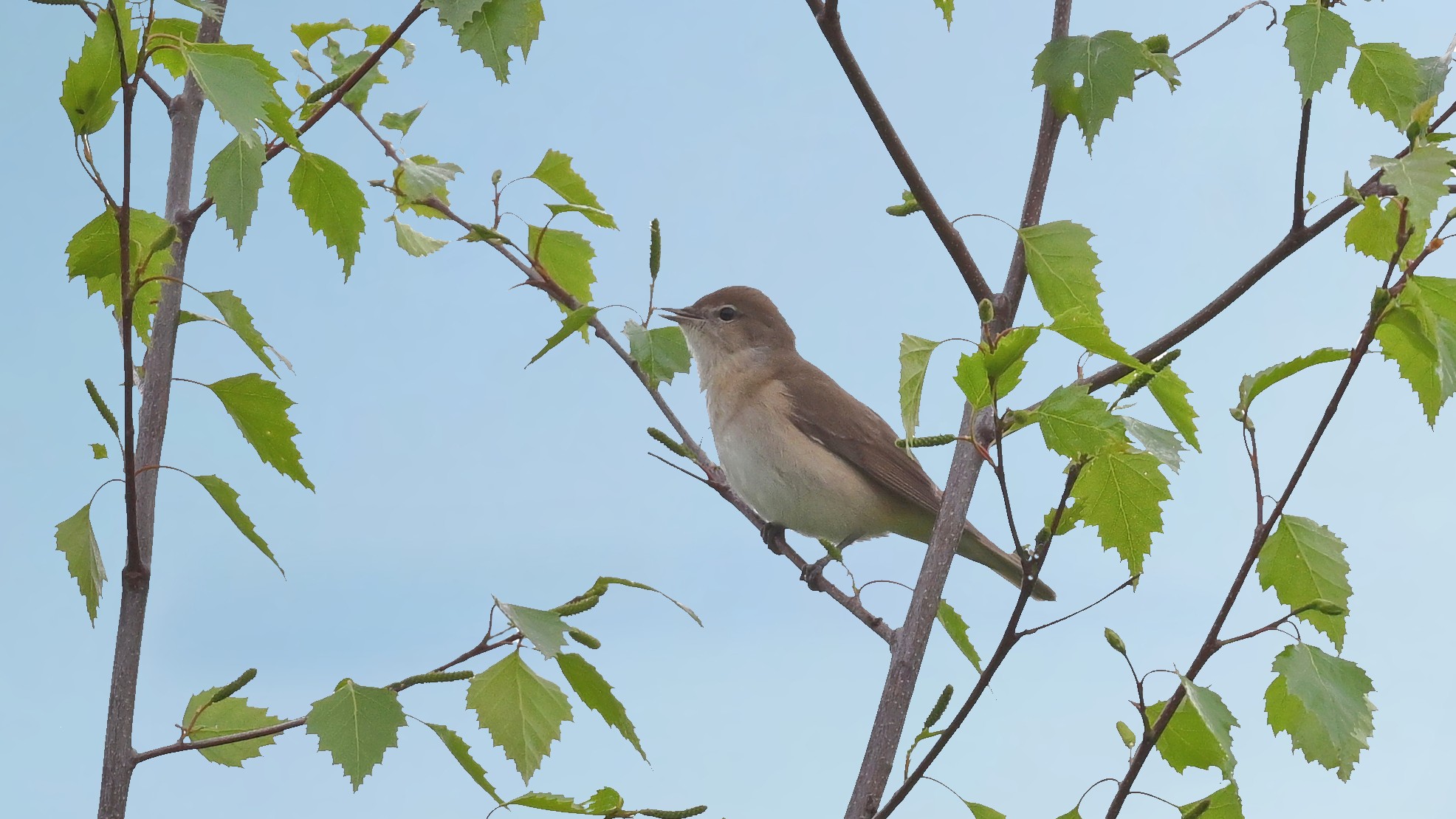 02-Apr The April Migration Spectacle Section Image