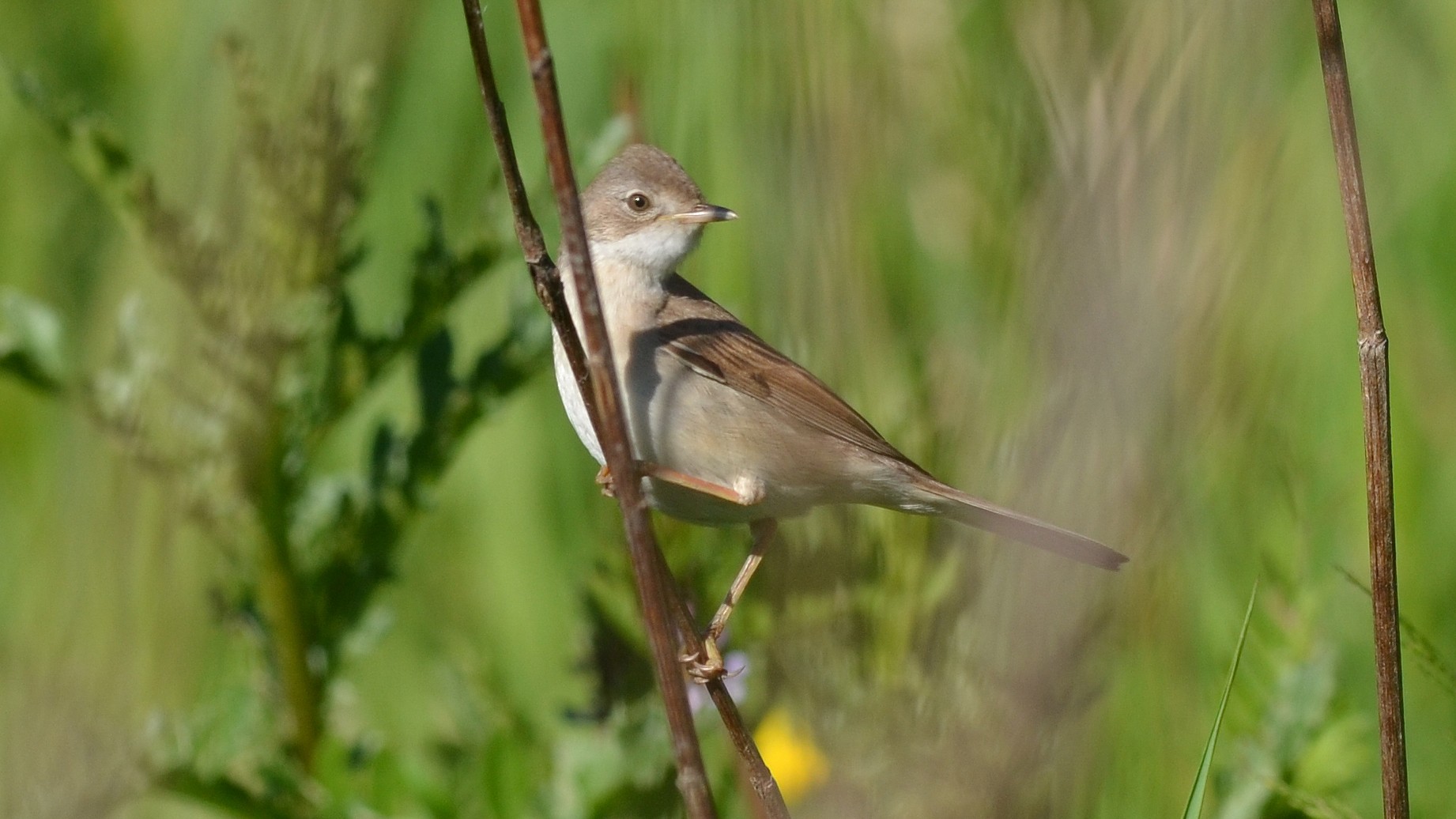 02-Apr The April Migration Spectacle Section Image