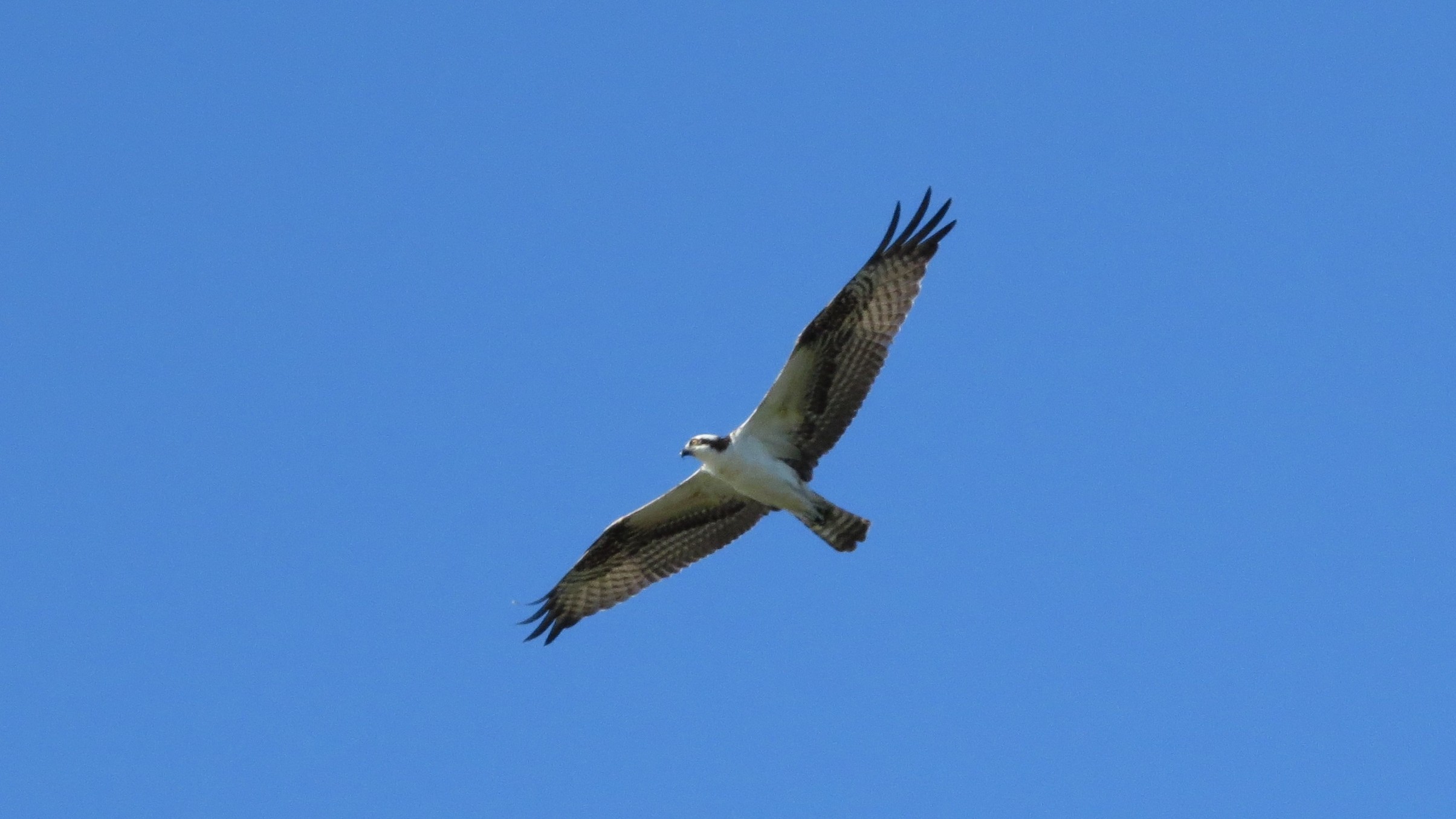 02-Apr The April Migration Spectacle Section Image