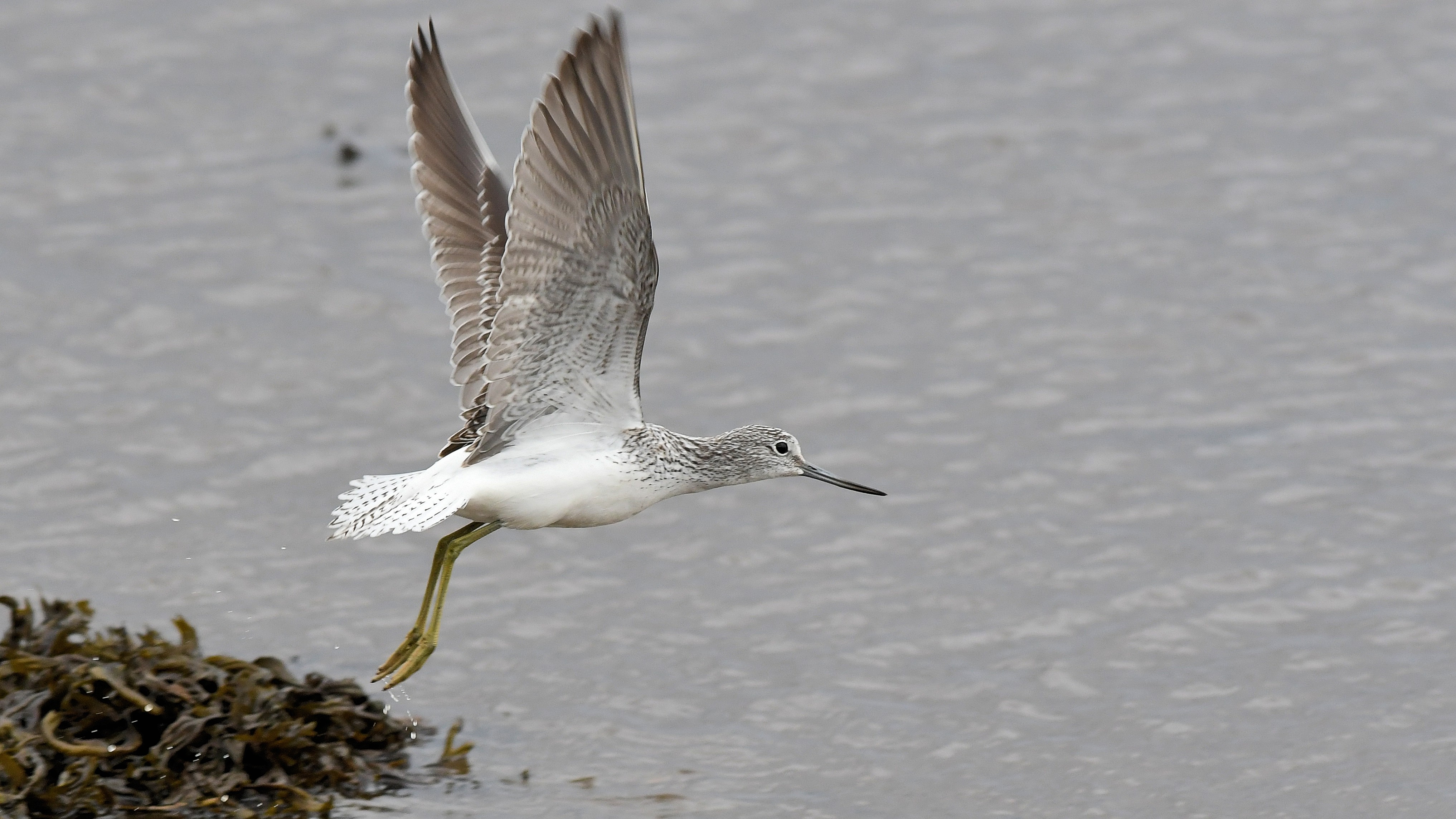 02-Apr The April Migration Spectacle Section Image
