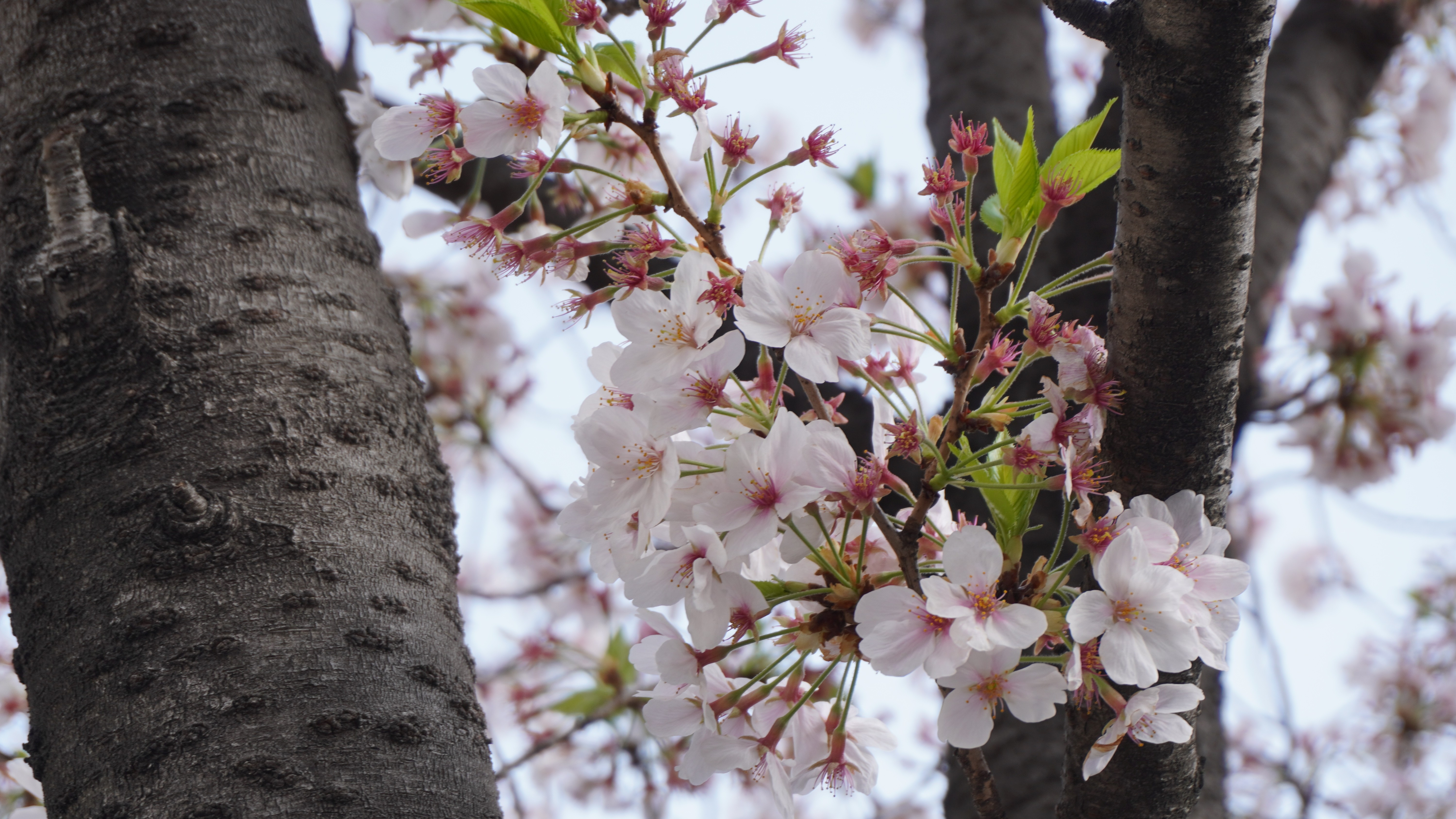 02-Mar Spring's Subtle Symphony Section Image