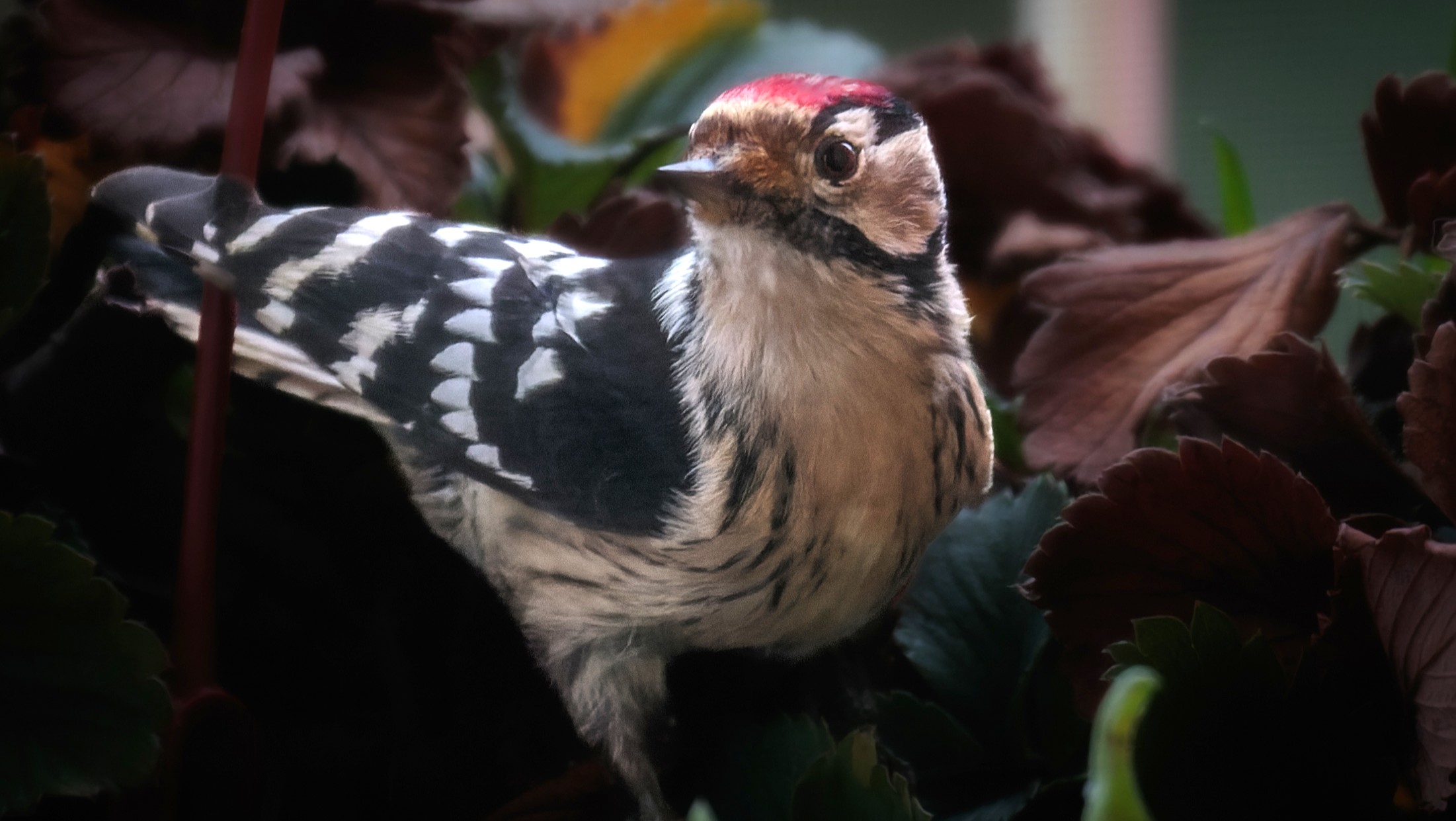 03- Jan Exploring Woodland Birds Section Image