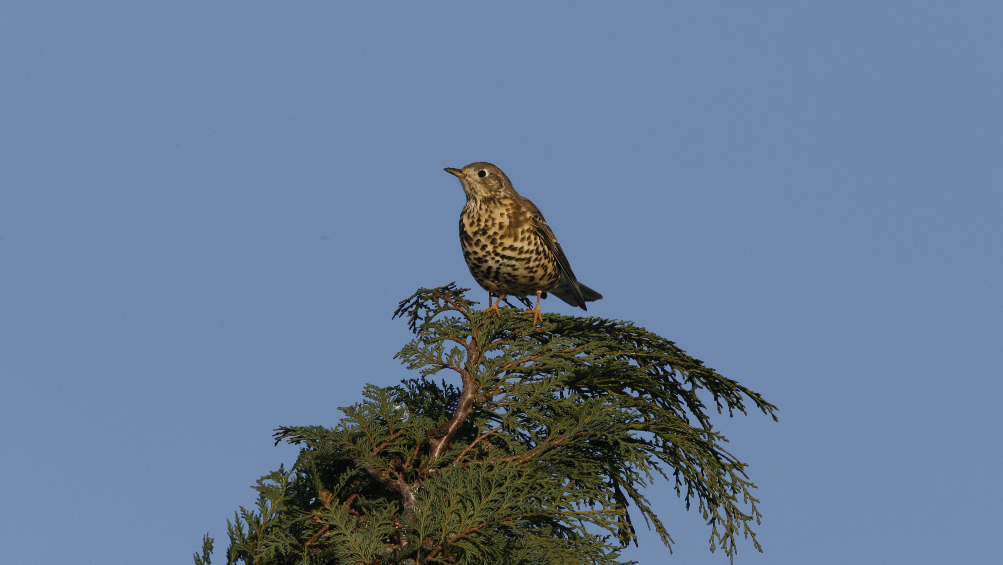04-Jan Discovering Winter Birdsong Section Image