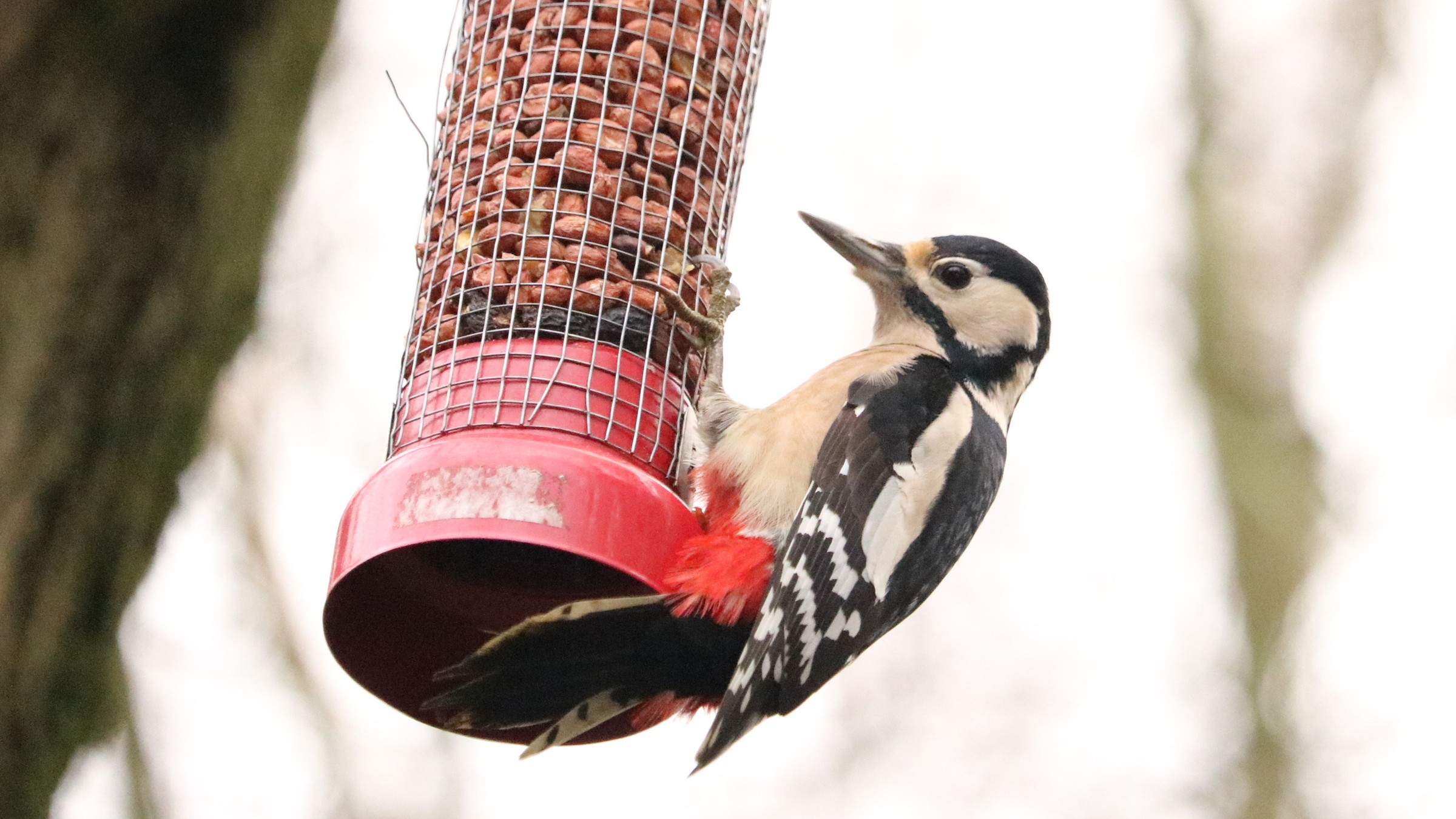 09-Jan Winter Wildlife at Your Feeder Section Image