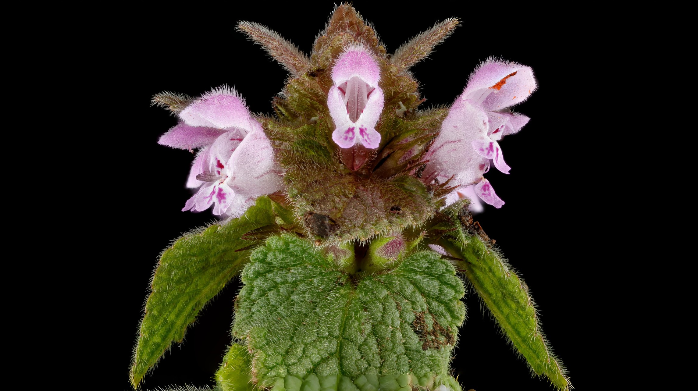 11-Jan January's Wild Flowers Section Image