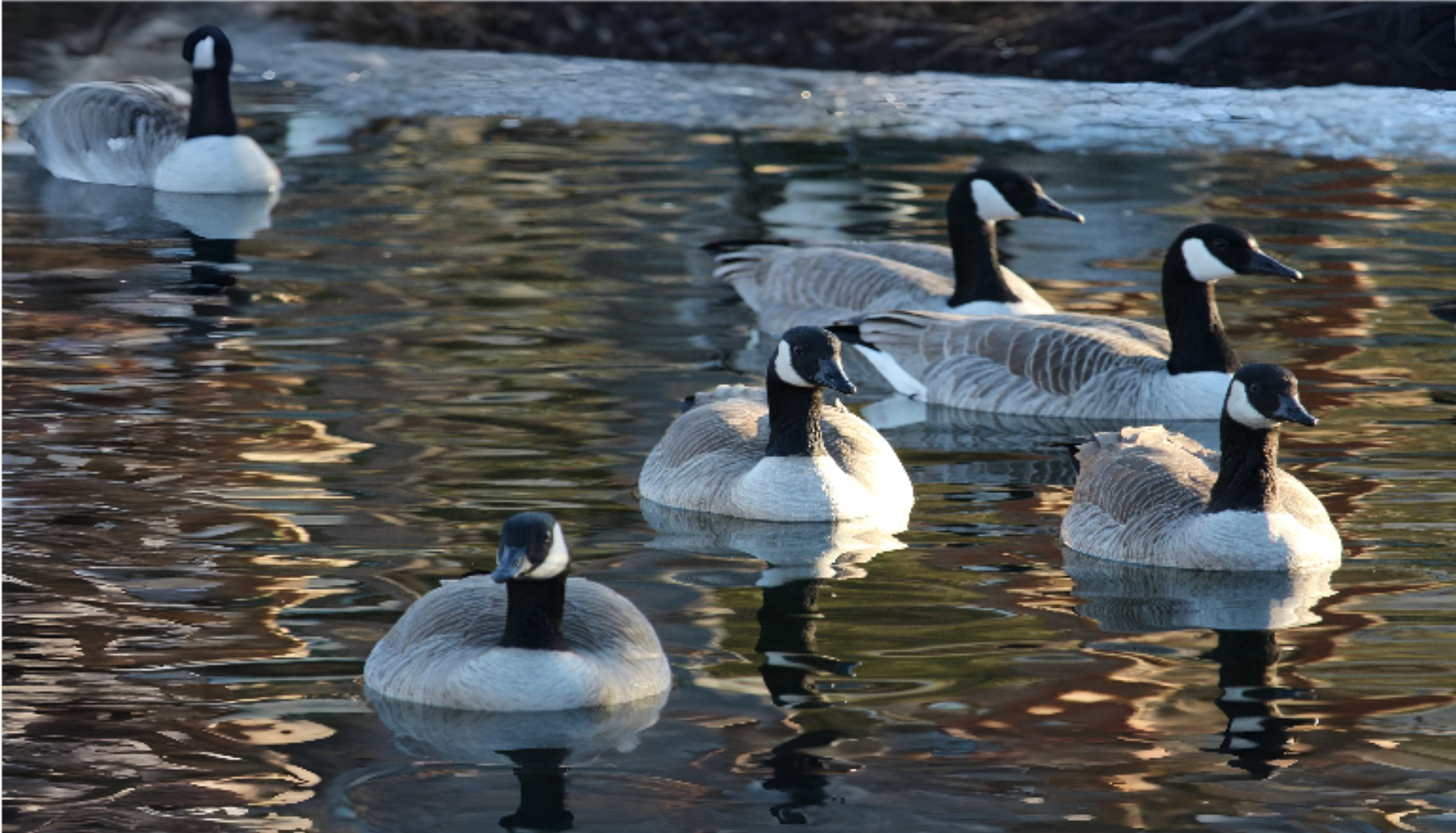 07-Jan Wildfowl in London's Parks Section Image