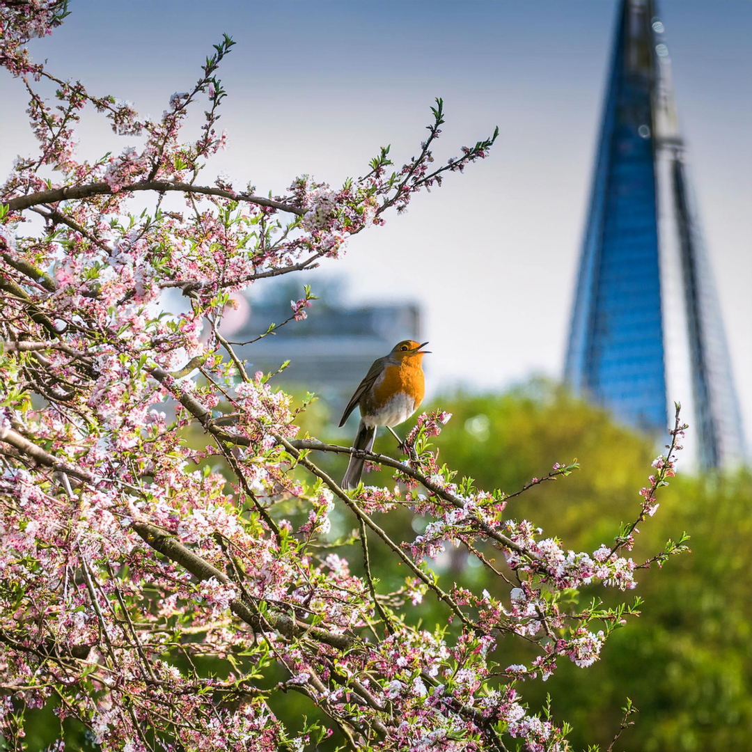 03-Apr The Birdsong Awakening