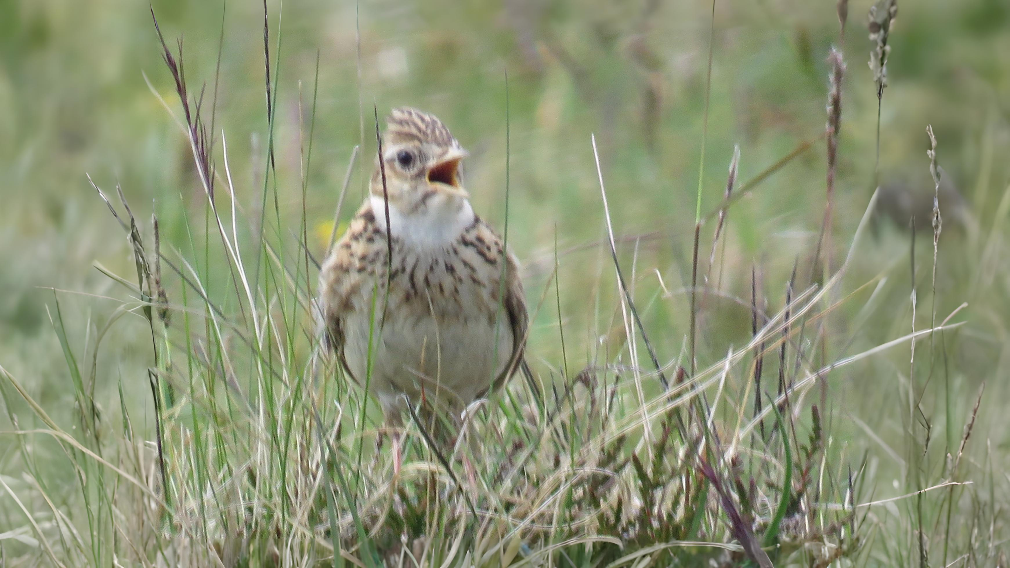 03-Apr The Birdsong Awakening Section Image
