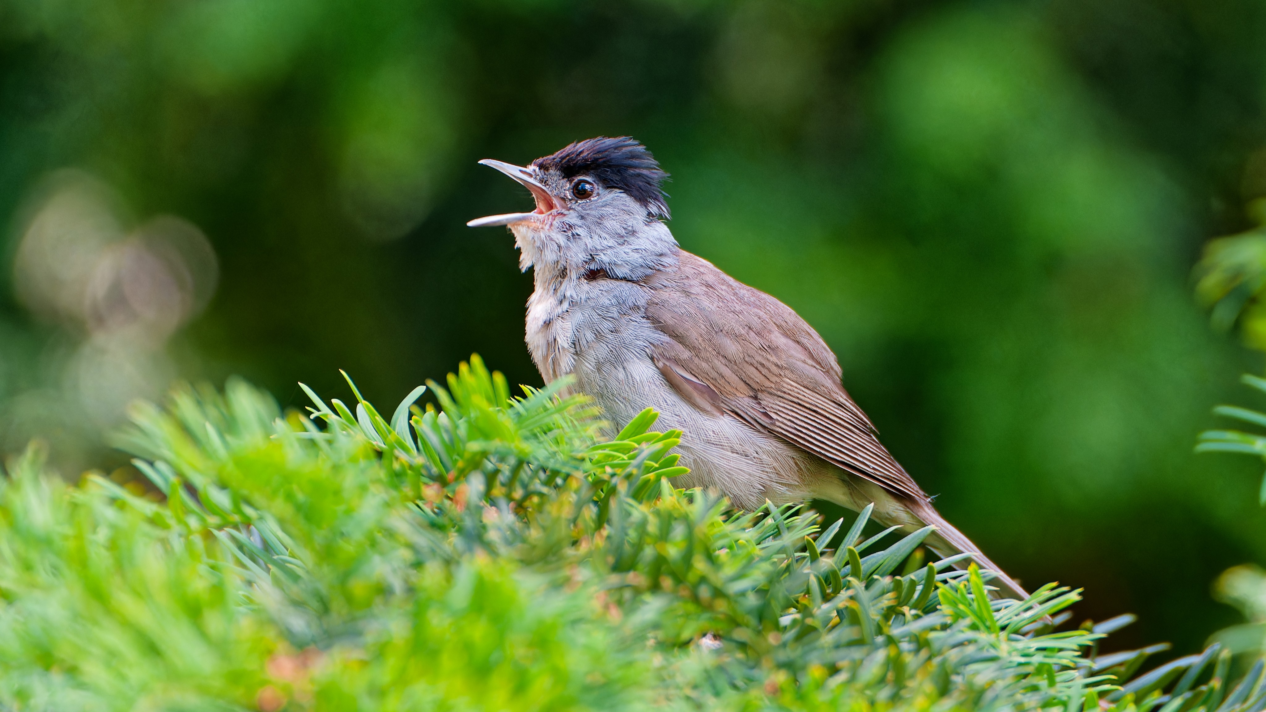 03-Apr The Birdsong Awakening Section Image