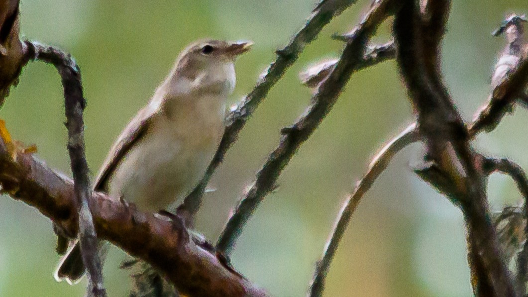 03-Apr The Birdsong Awakening Section Image
