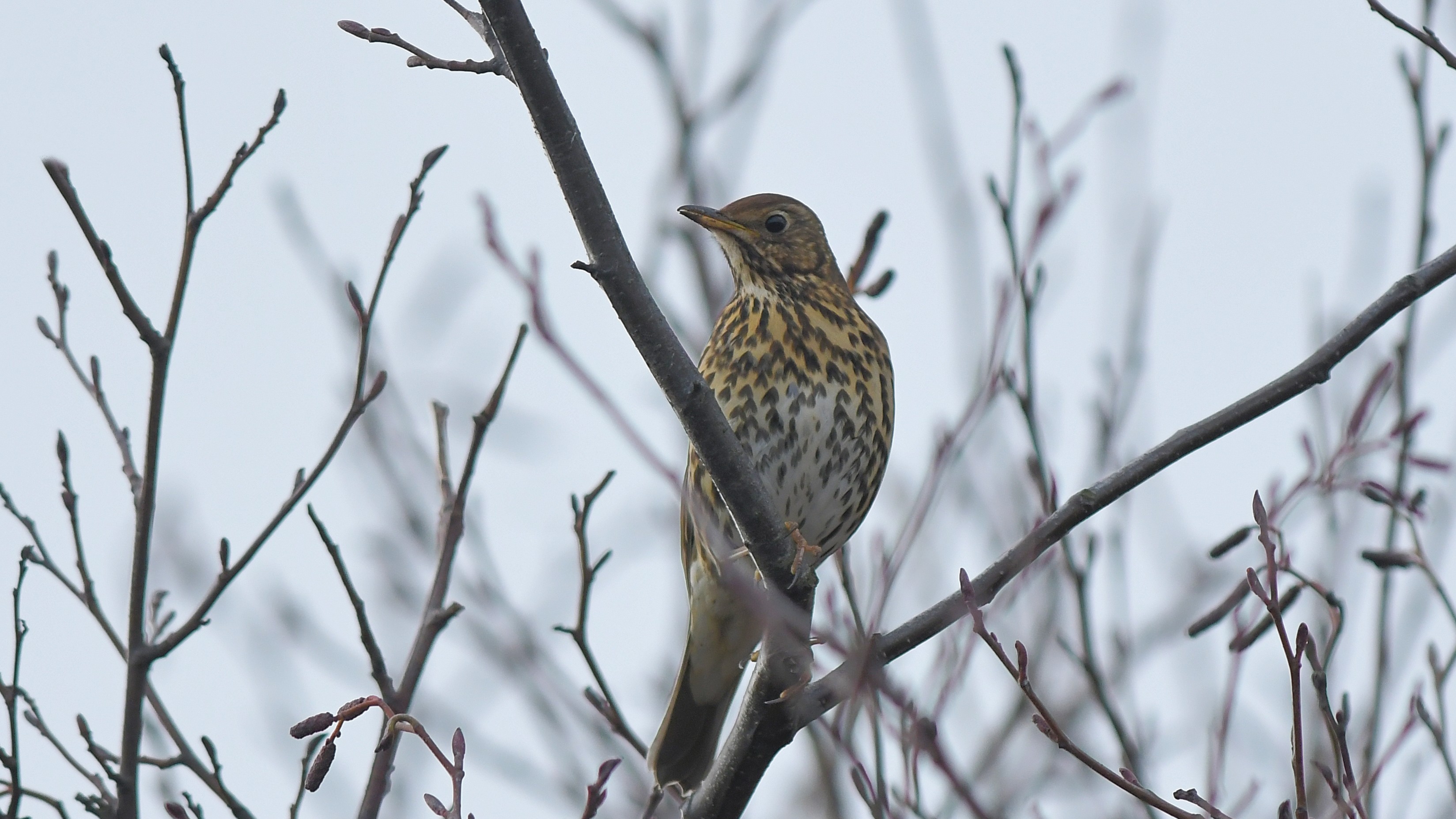 03-Apr The Birdsong Awakening Section Image