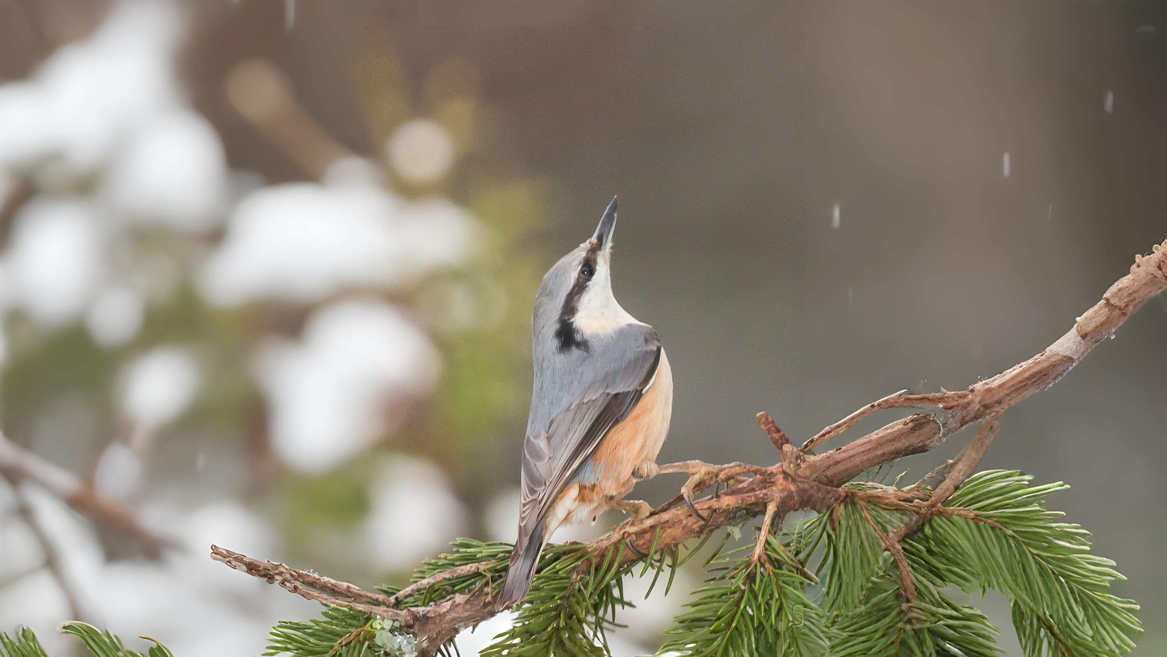 03-Apr The Birdsong Awakening Section Image