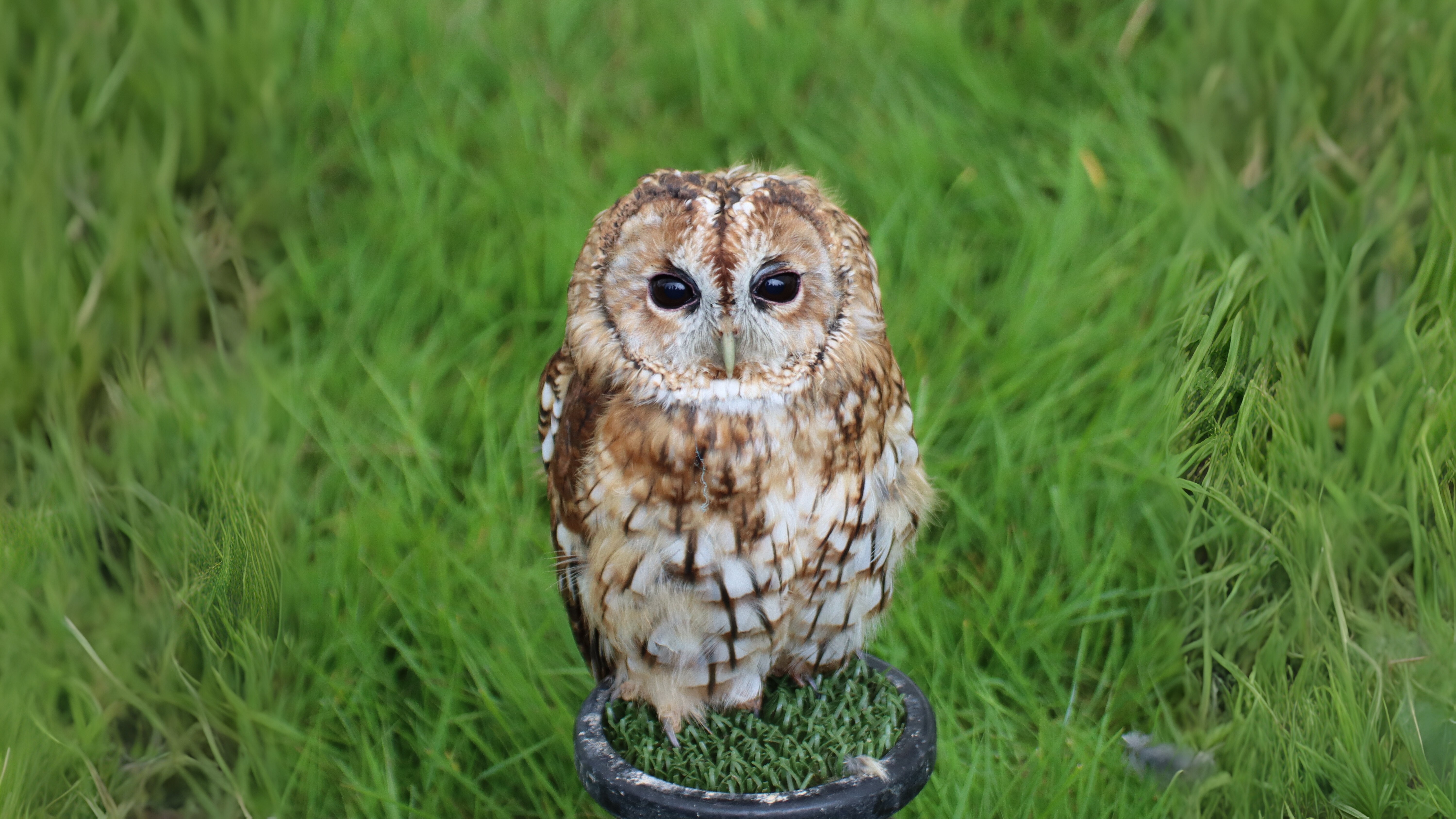 03-Feb Owl Hoots and Bird Calls Section Image