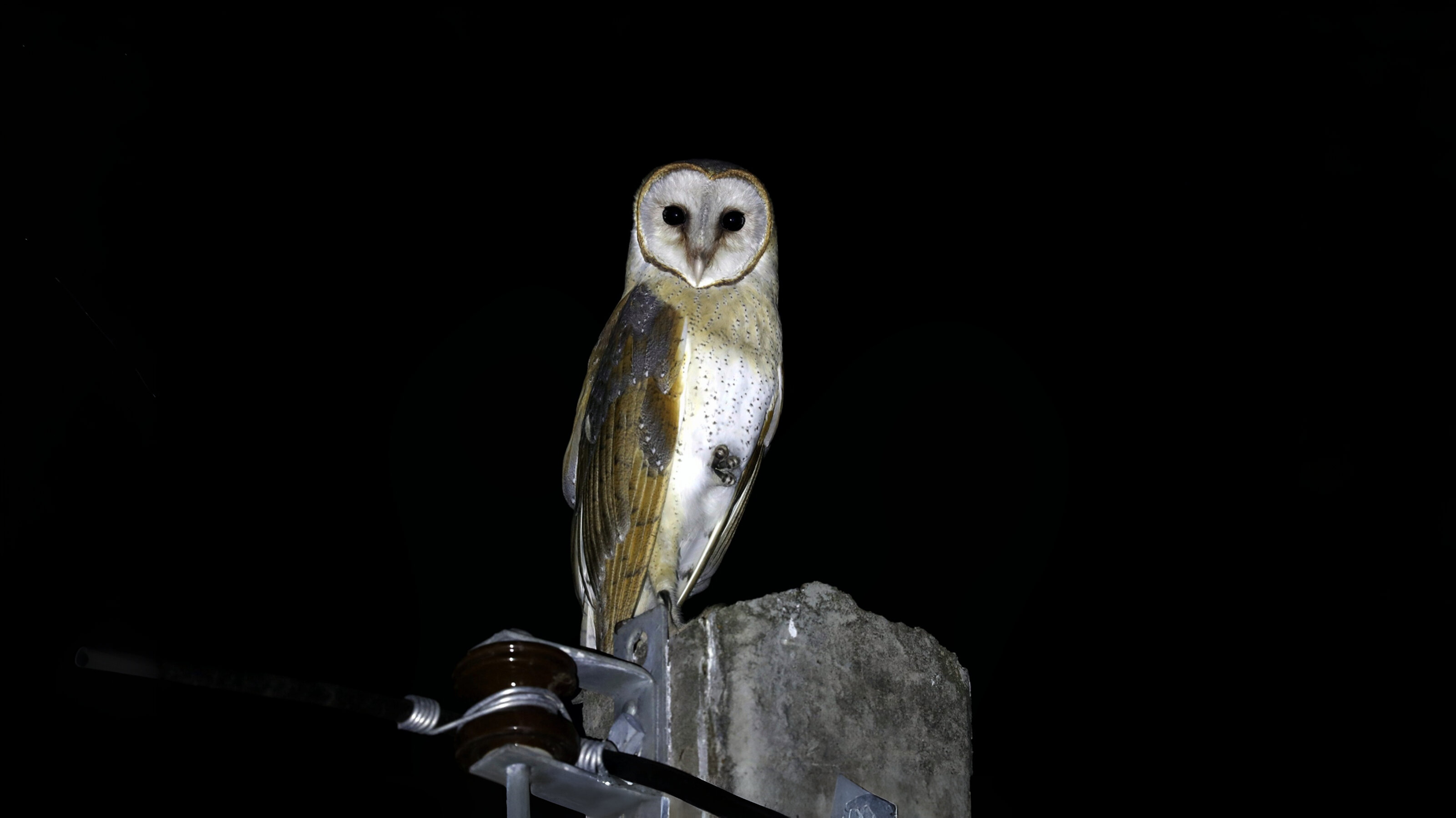 03-Feb Owl Hoots and Bird Calls Section Image