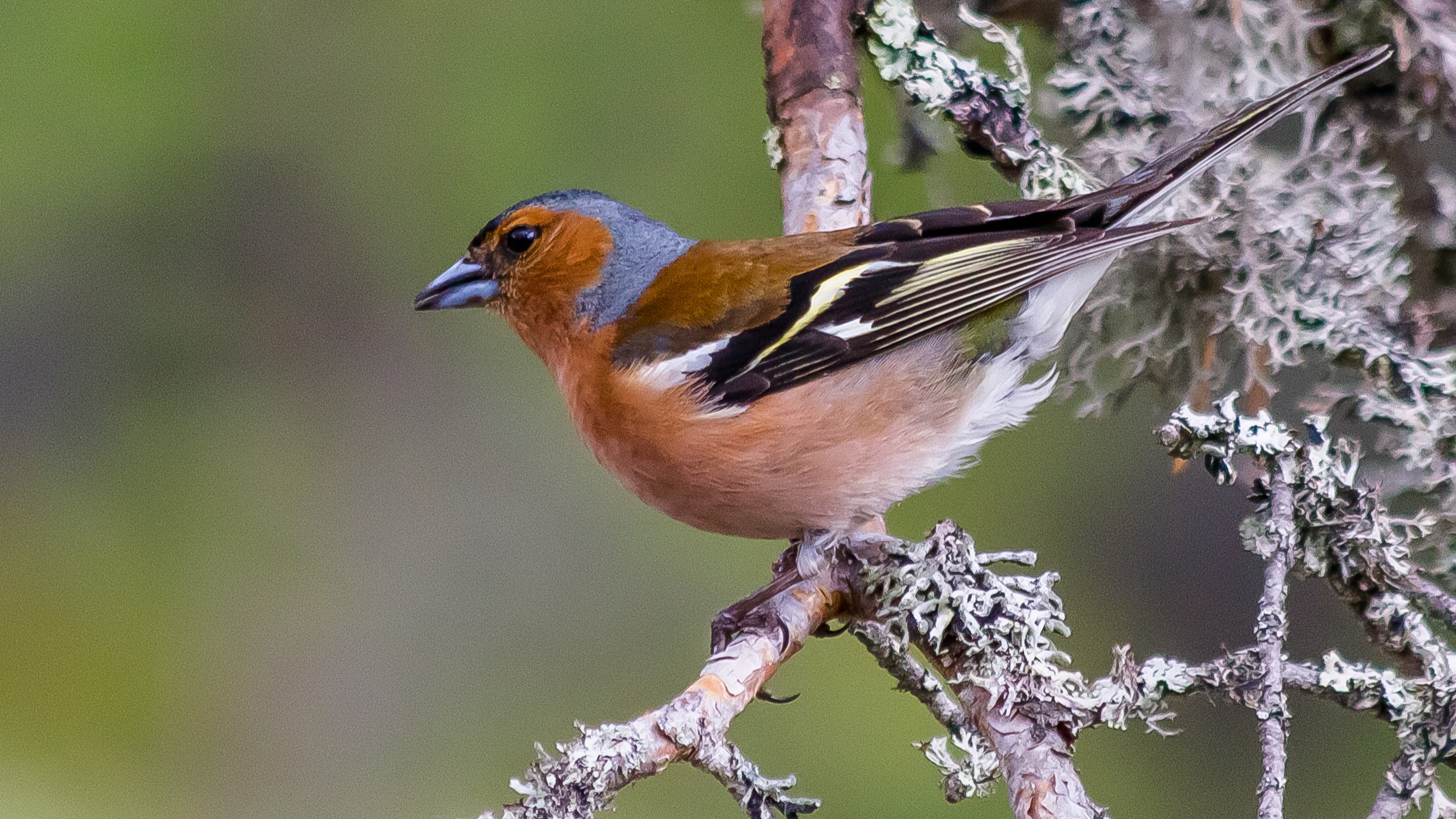 03-Feb Owl Hoots and Bird Calls Section Image