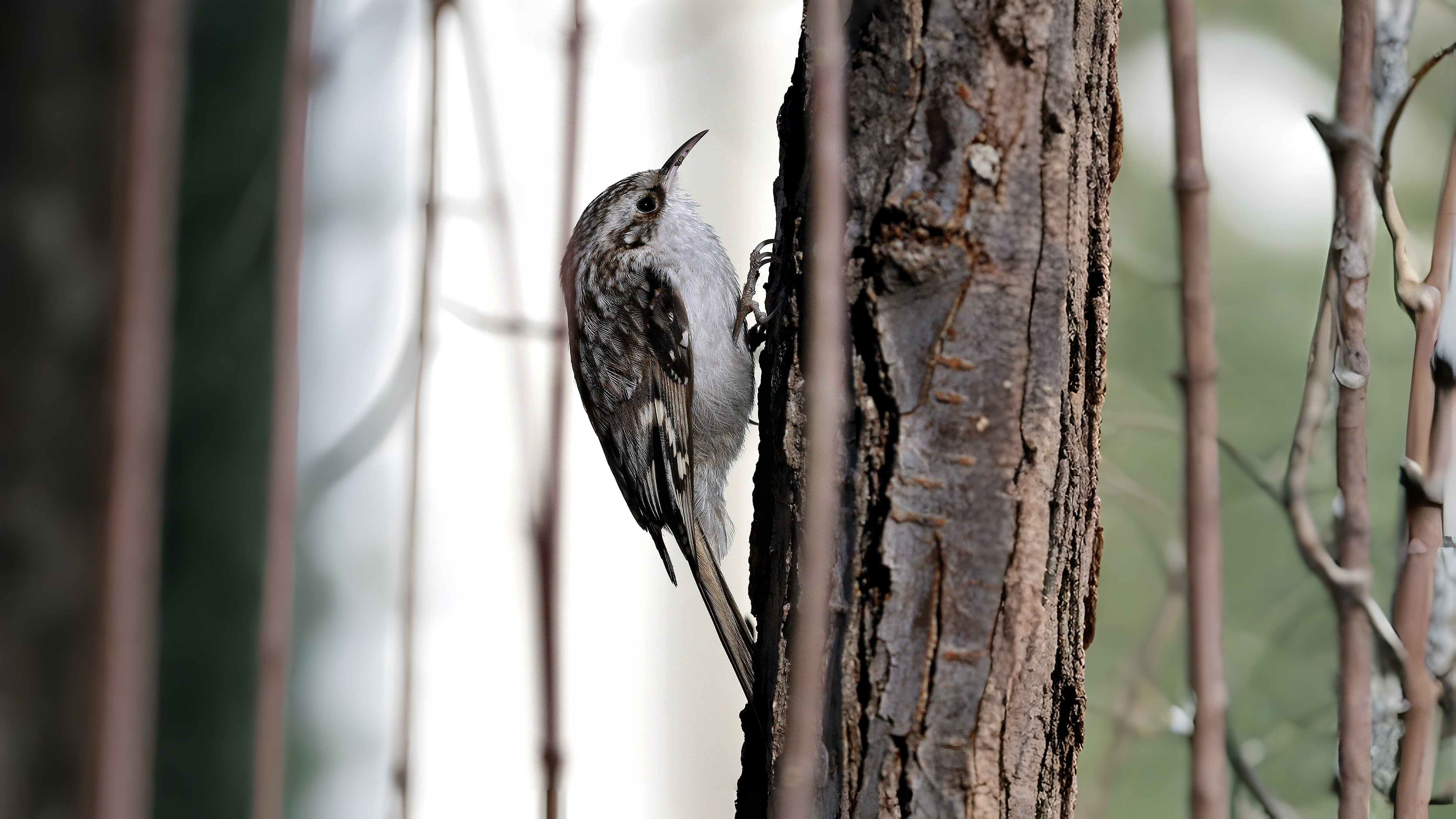 03-Feb Owl Hoots and Bird Calls Section Image