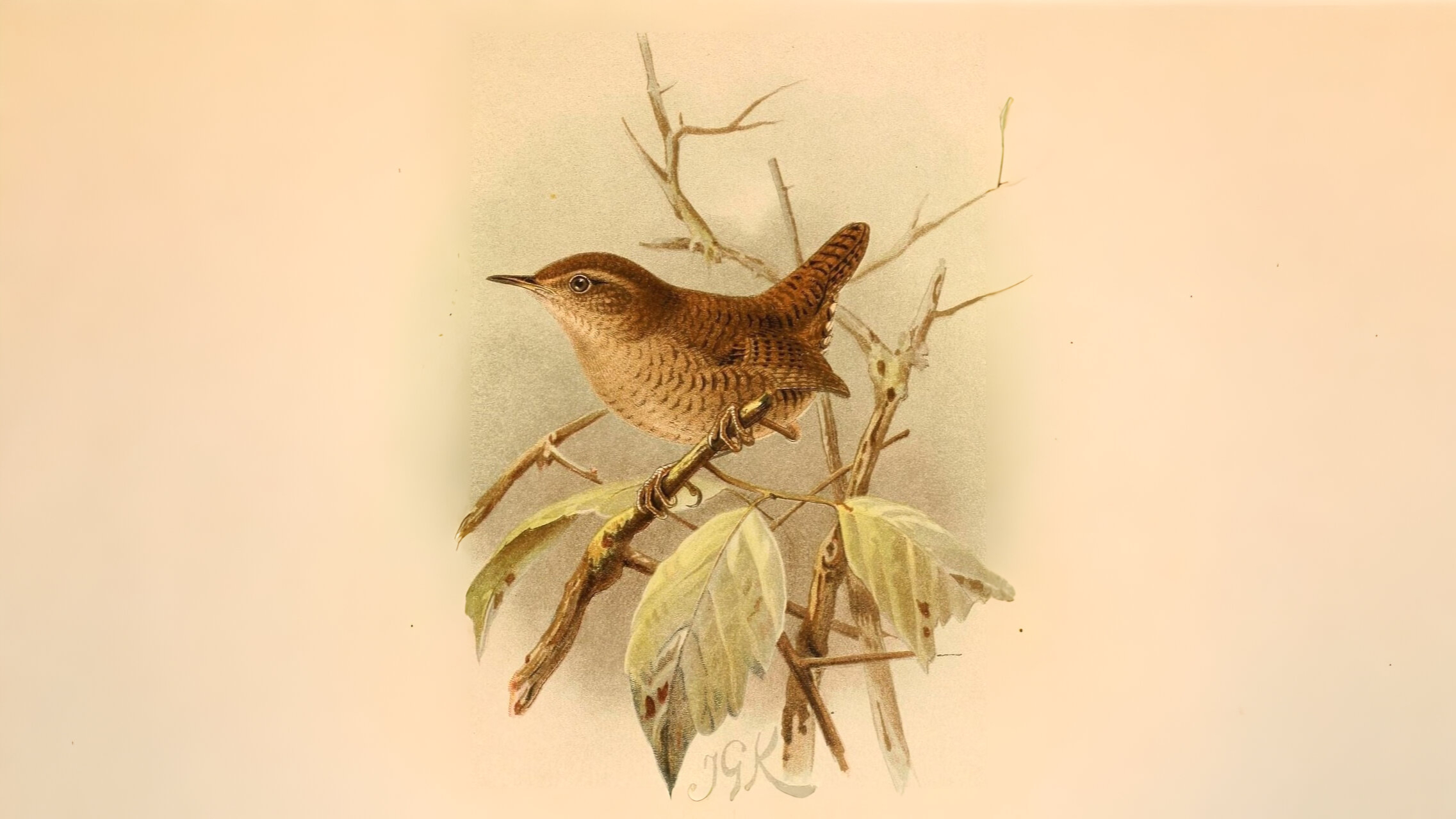 03-Feb Owl Hoots and Bird Calls Section Image