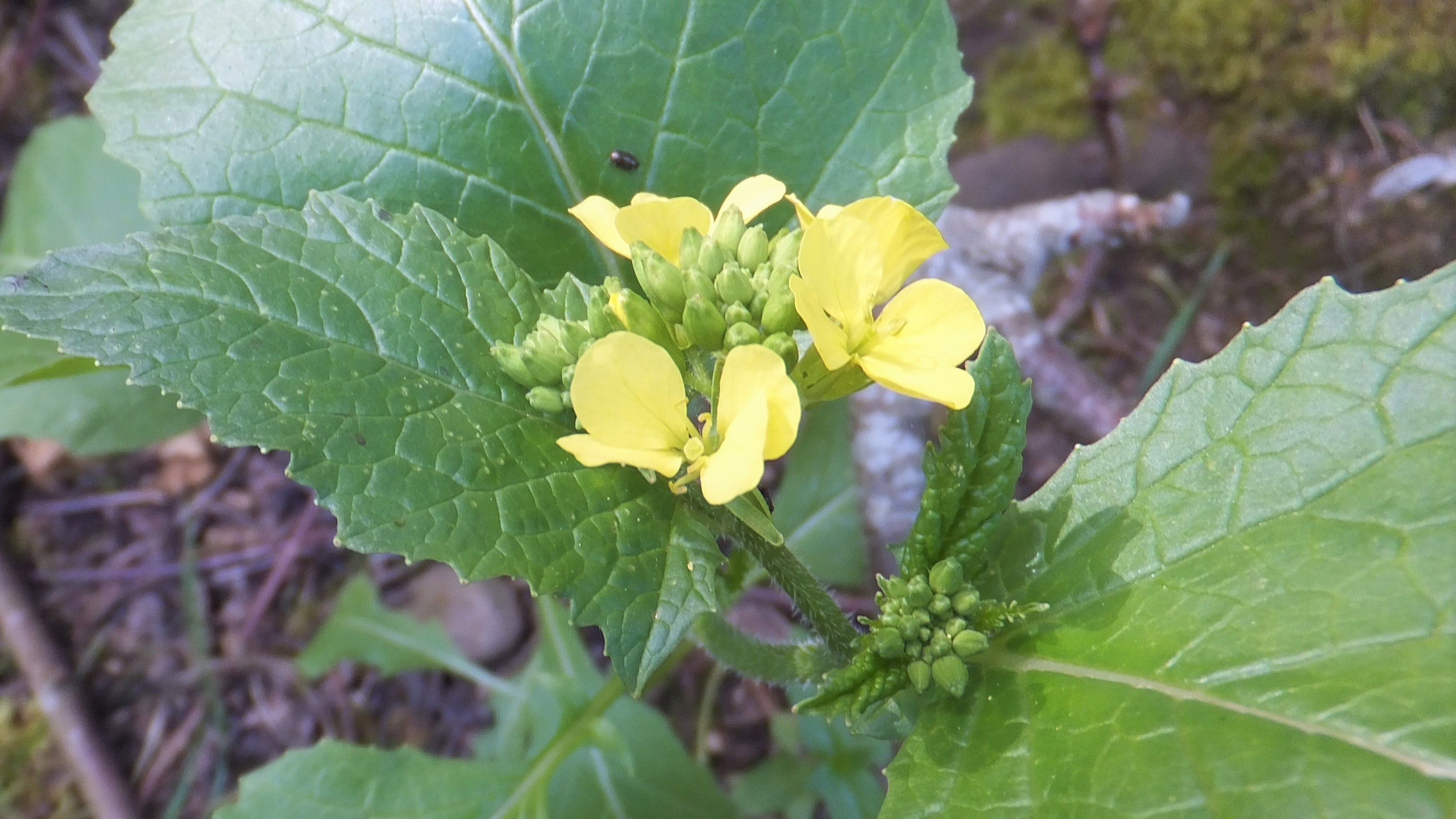 11-Jan January's Wild Flowers Section Image