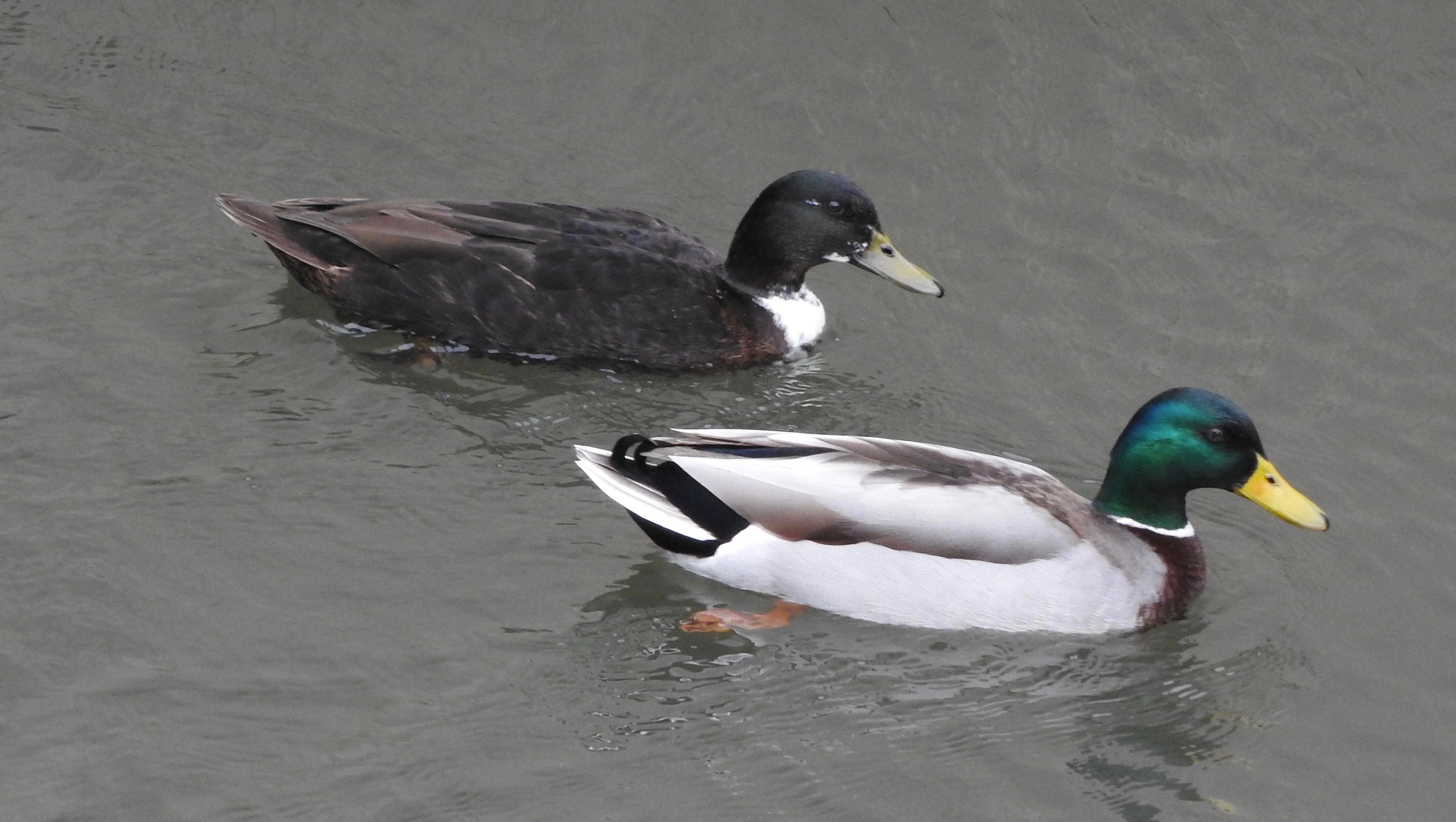 07-Jan Wildfowl in London's Parks Section Image
