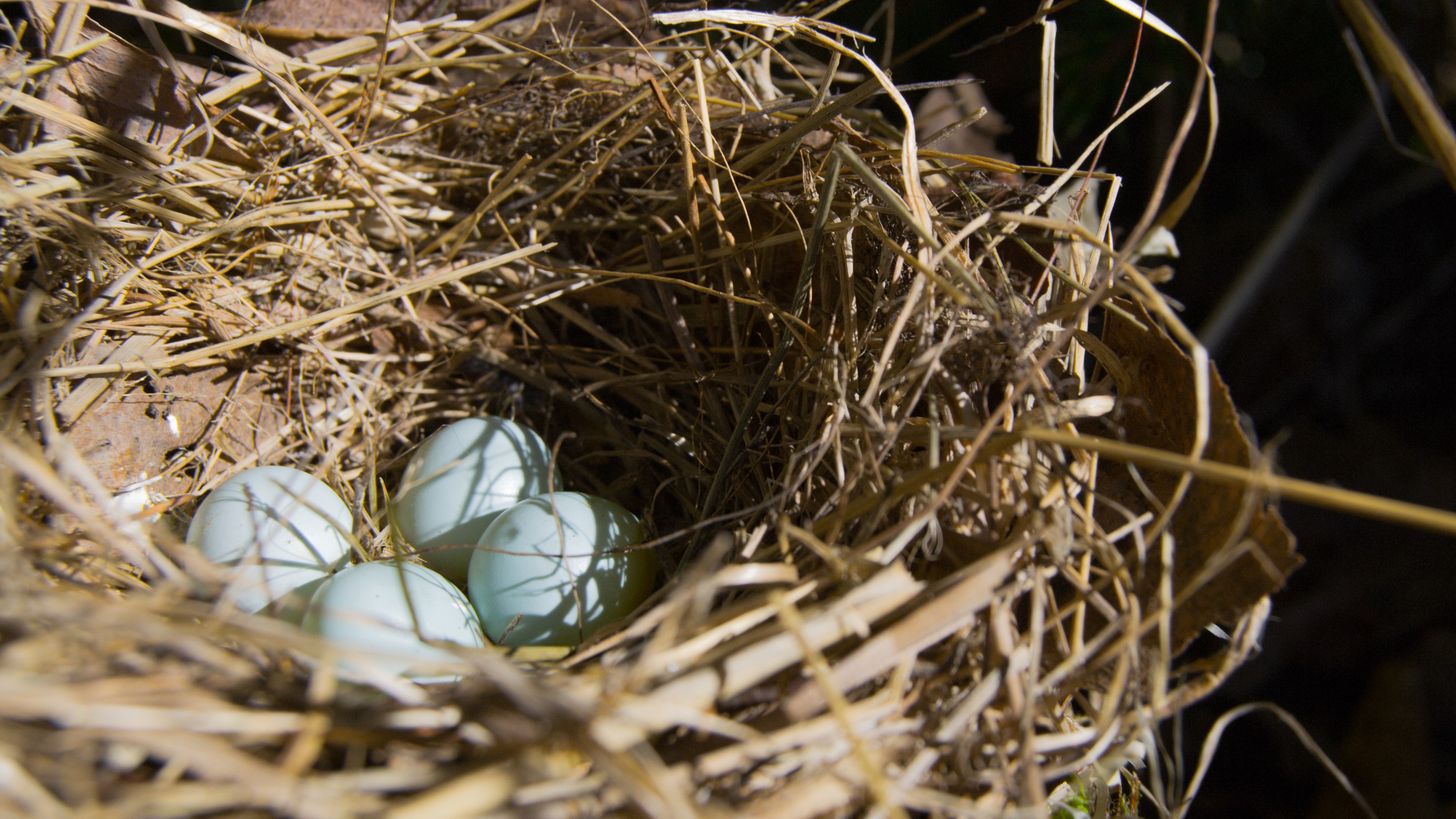 04-Apr Nests, Eggs, and Fledglings Section Image