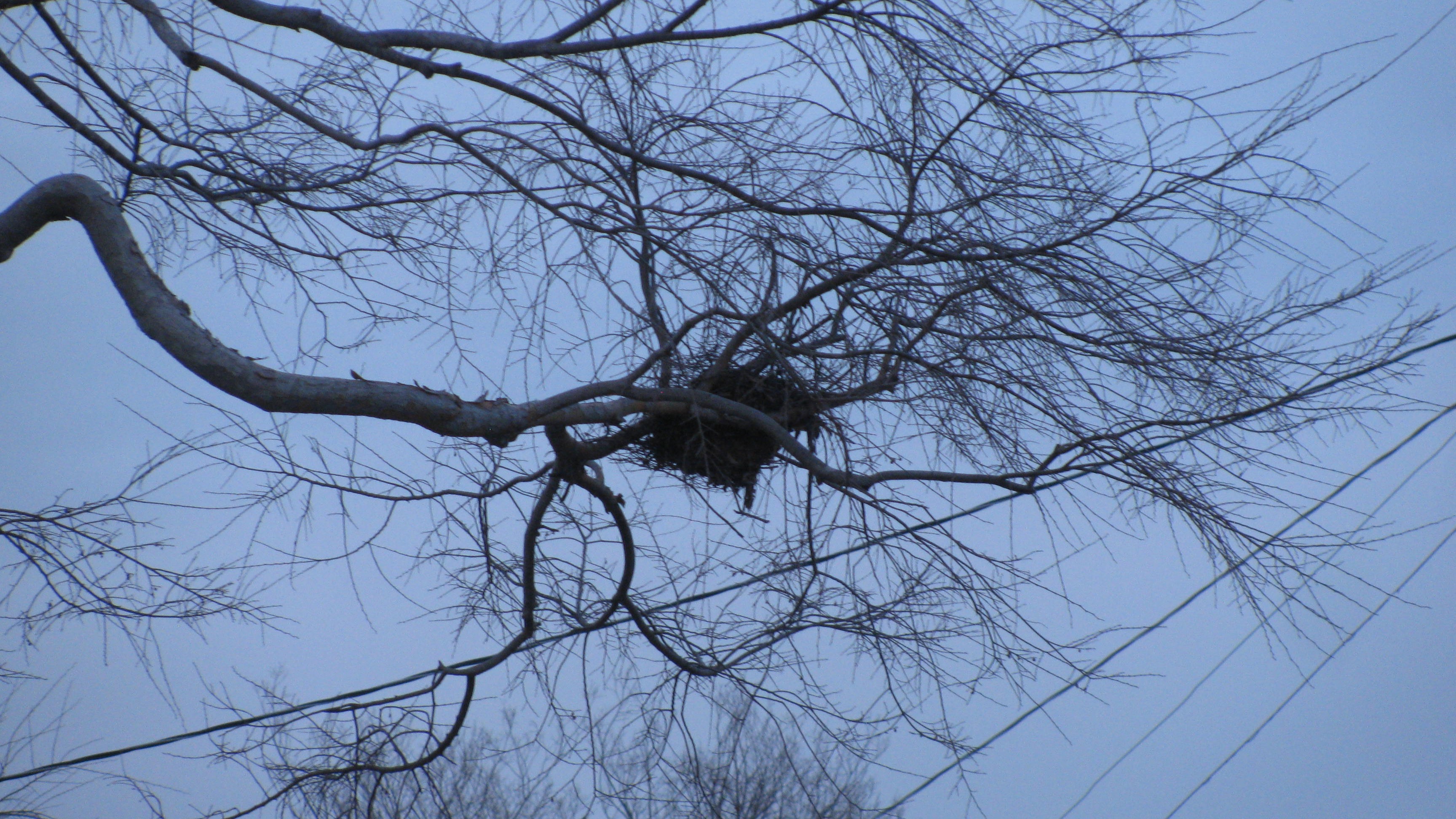 04-Apr Nests, Eggs, and Fledglings Section Image