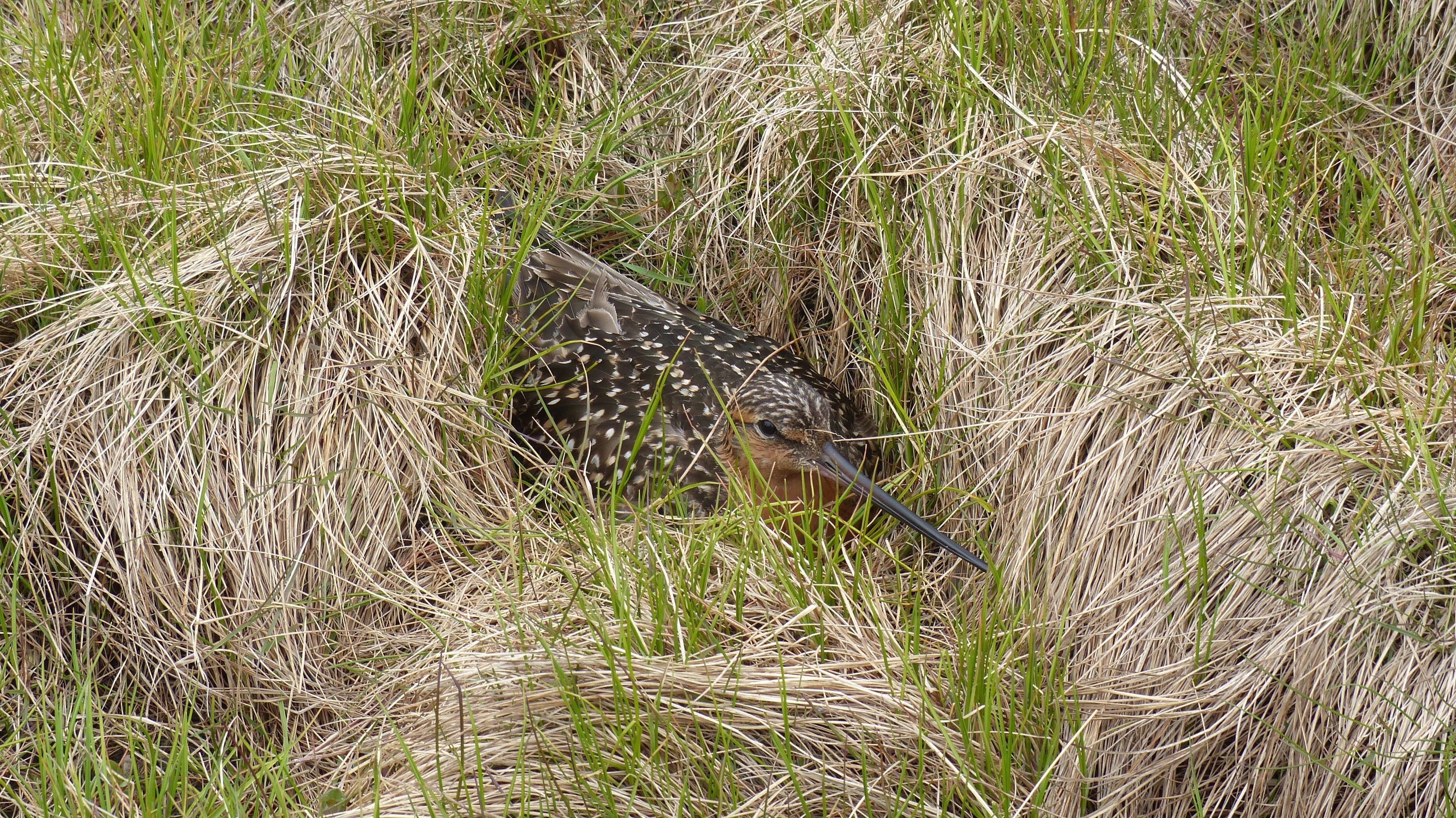 04-Apr Nests, Eggs, and Fledglings Section Image