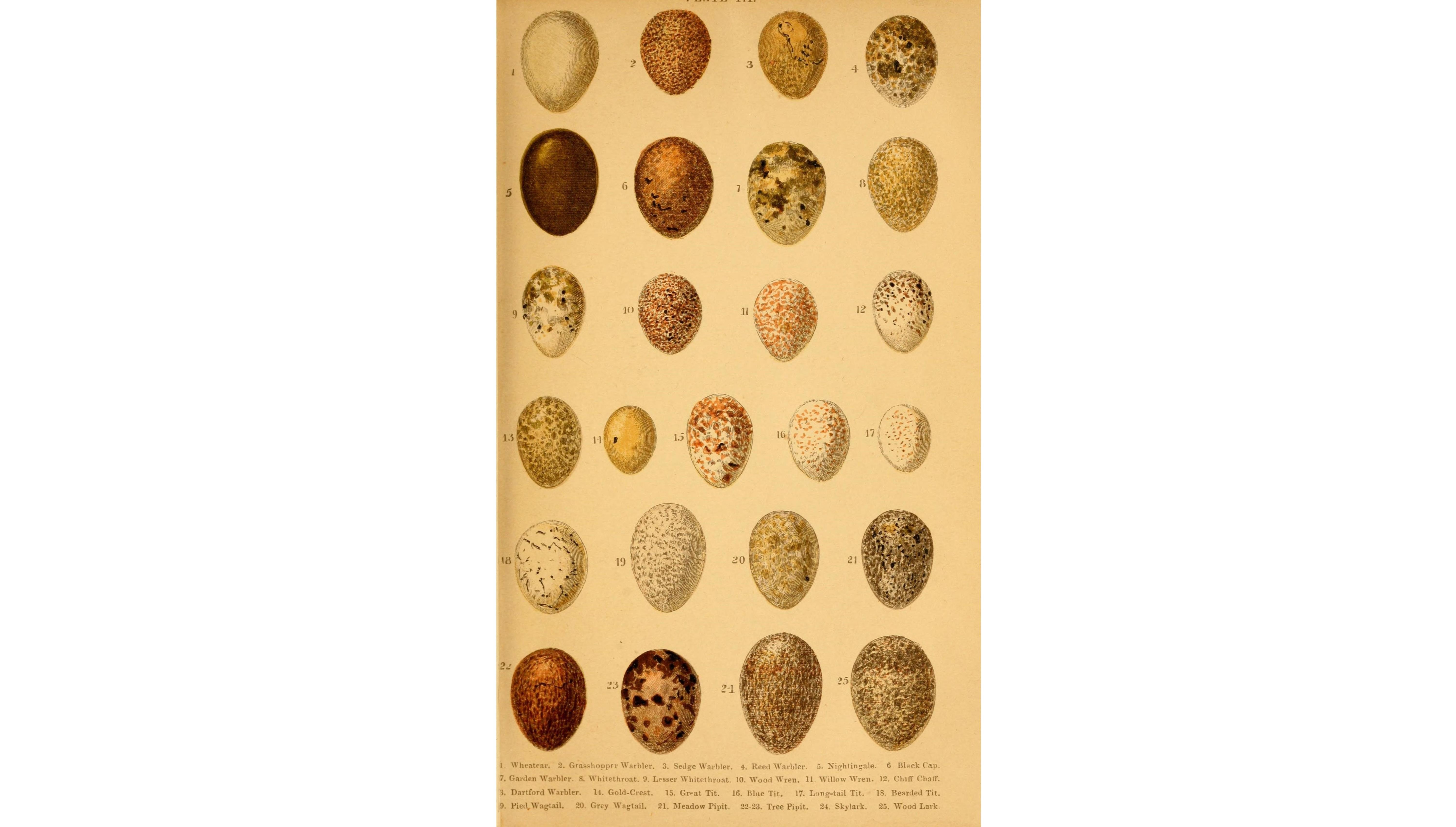 04-Apr Nests, Eggs, and Fledglings Section Image
