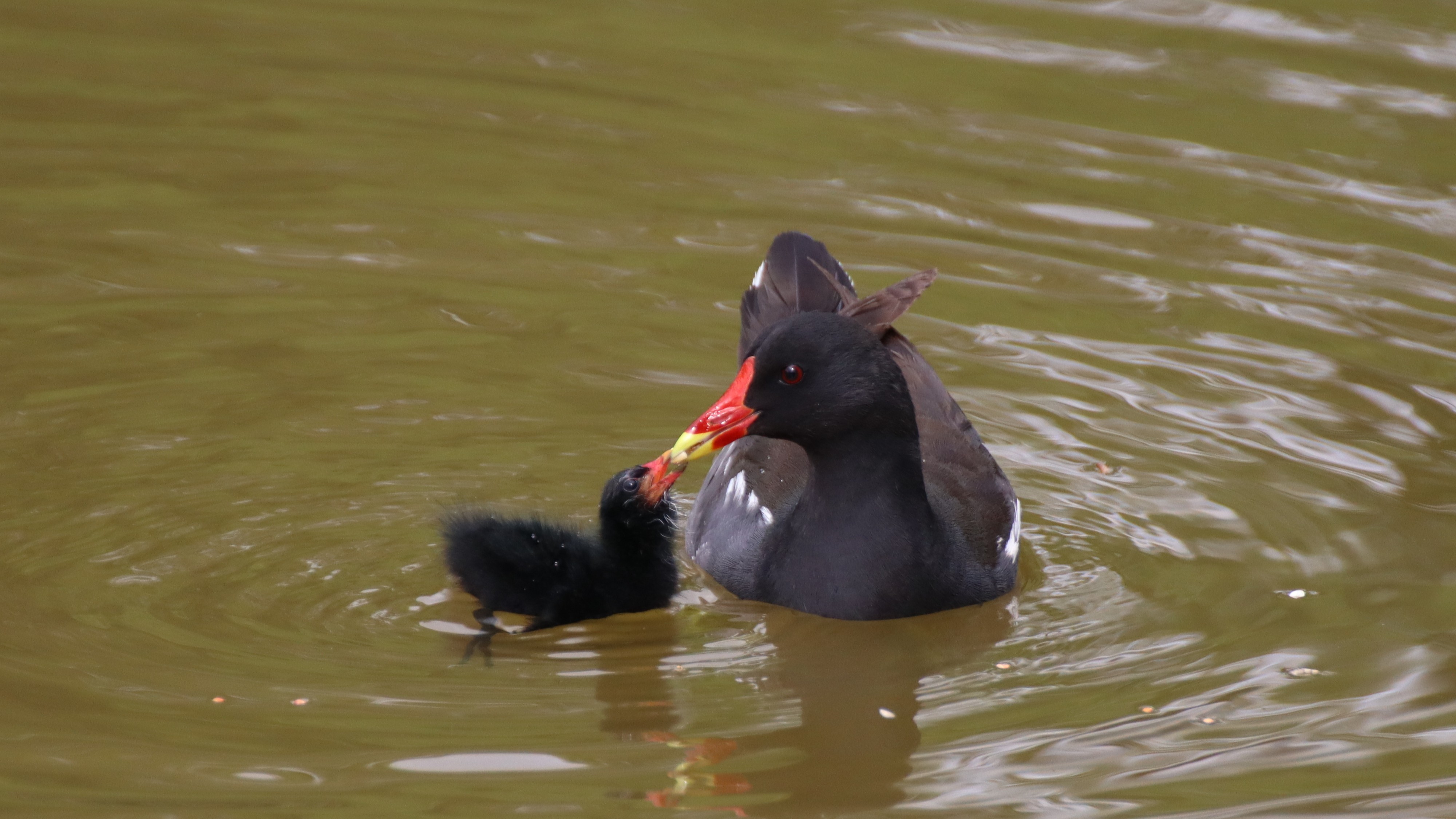 04-Apr Nests, Eggs, and Fledglings Section Image