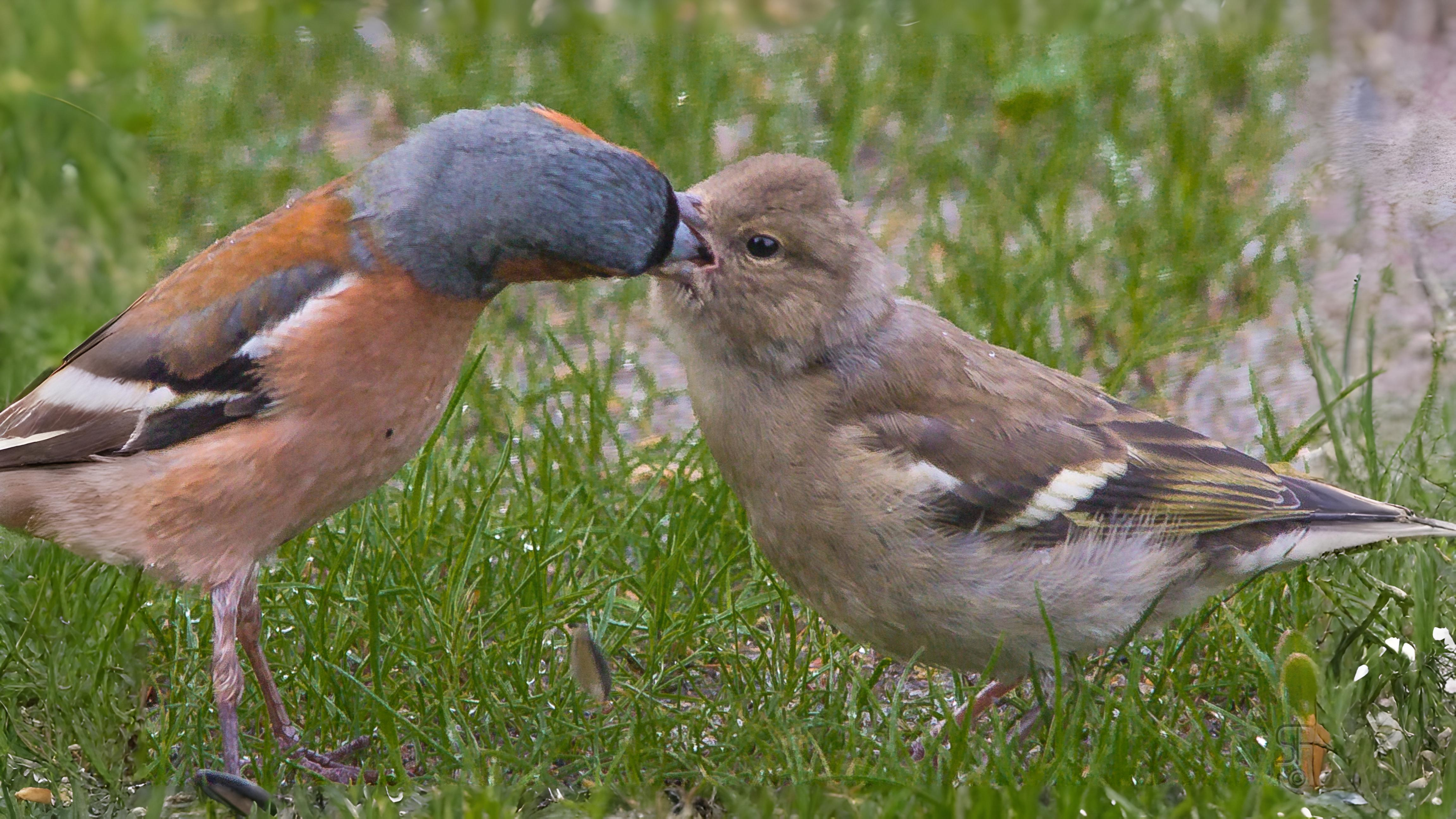 04-Apr Nests, Eggs, and Fledglings Section Image