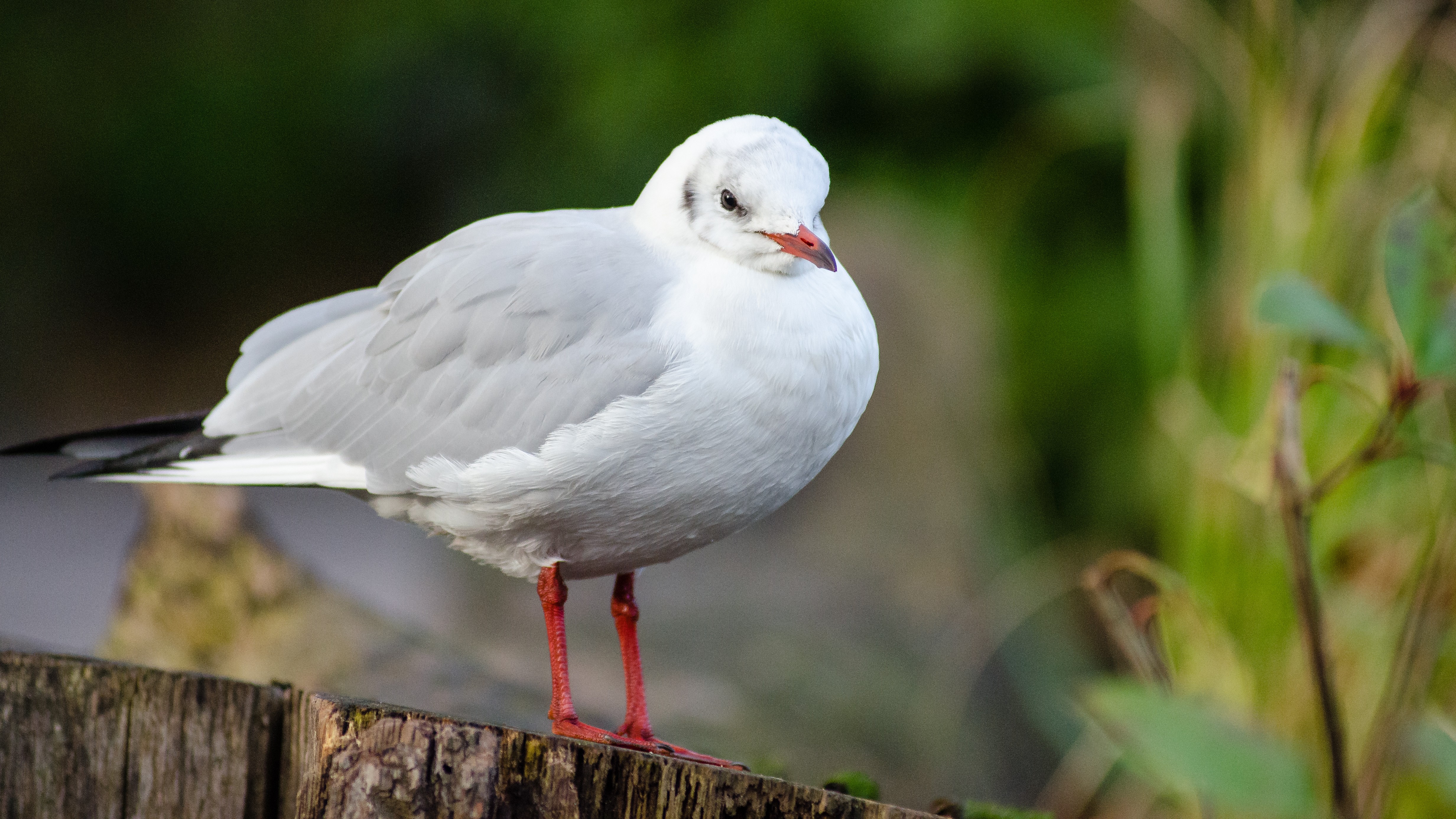 04-Feb February's Feathered Traveler Section Image