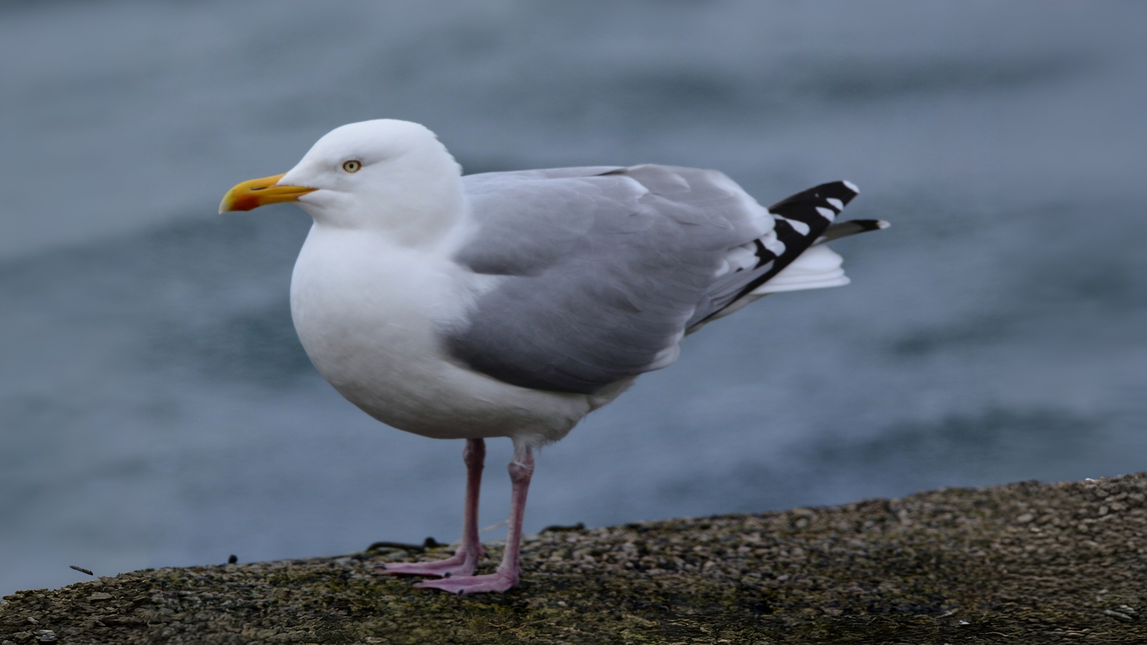 04-Feb February's Feathered Traveler Section Image