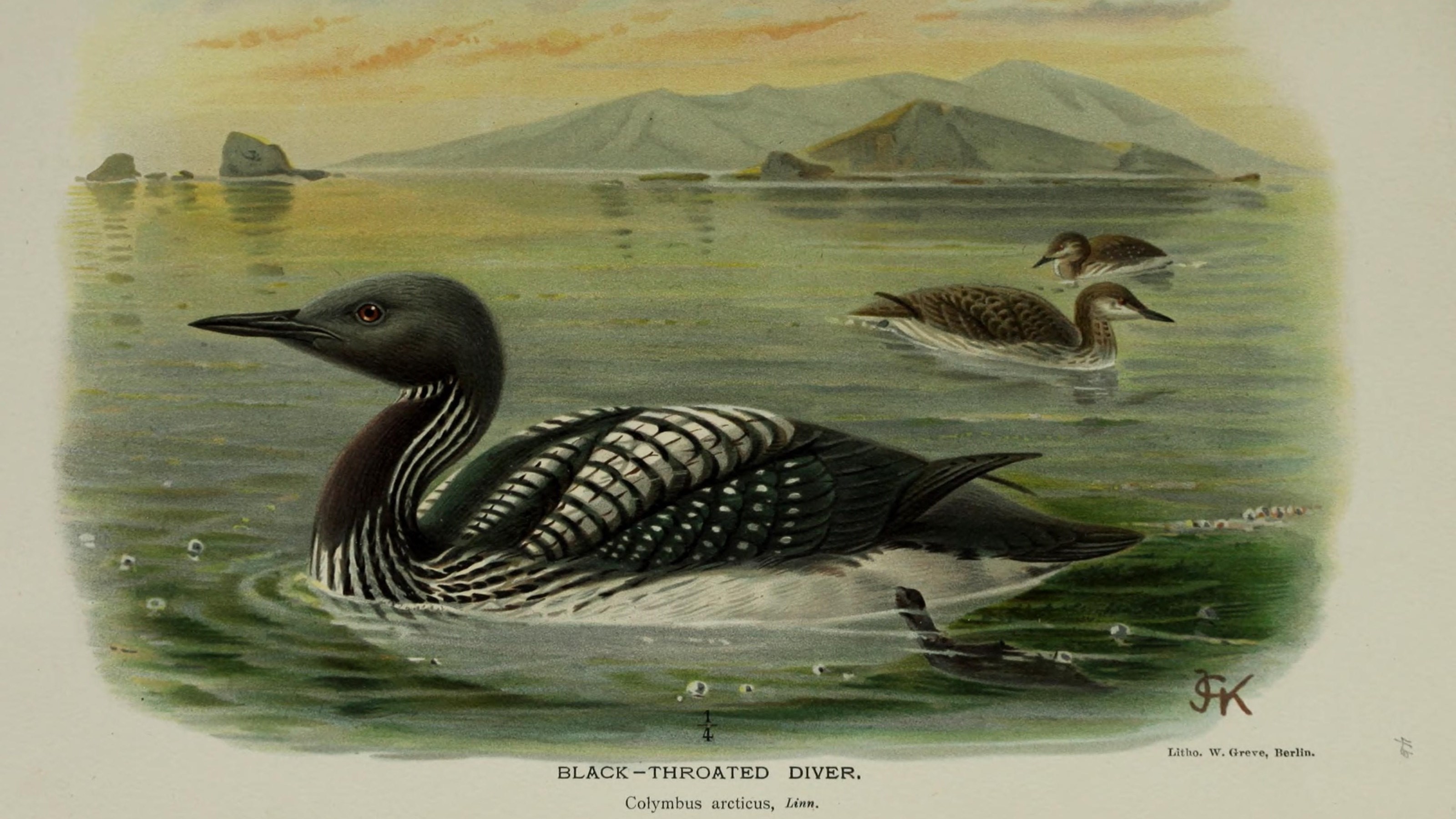 04-Feb February's Feathered Traveler Section Image