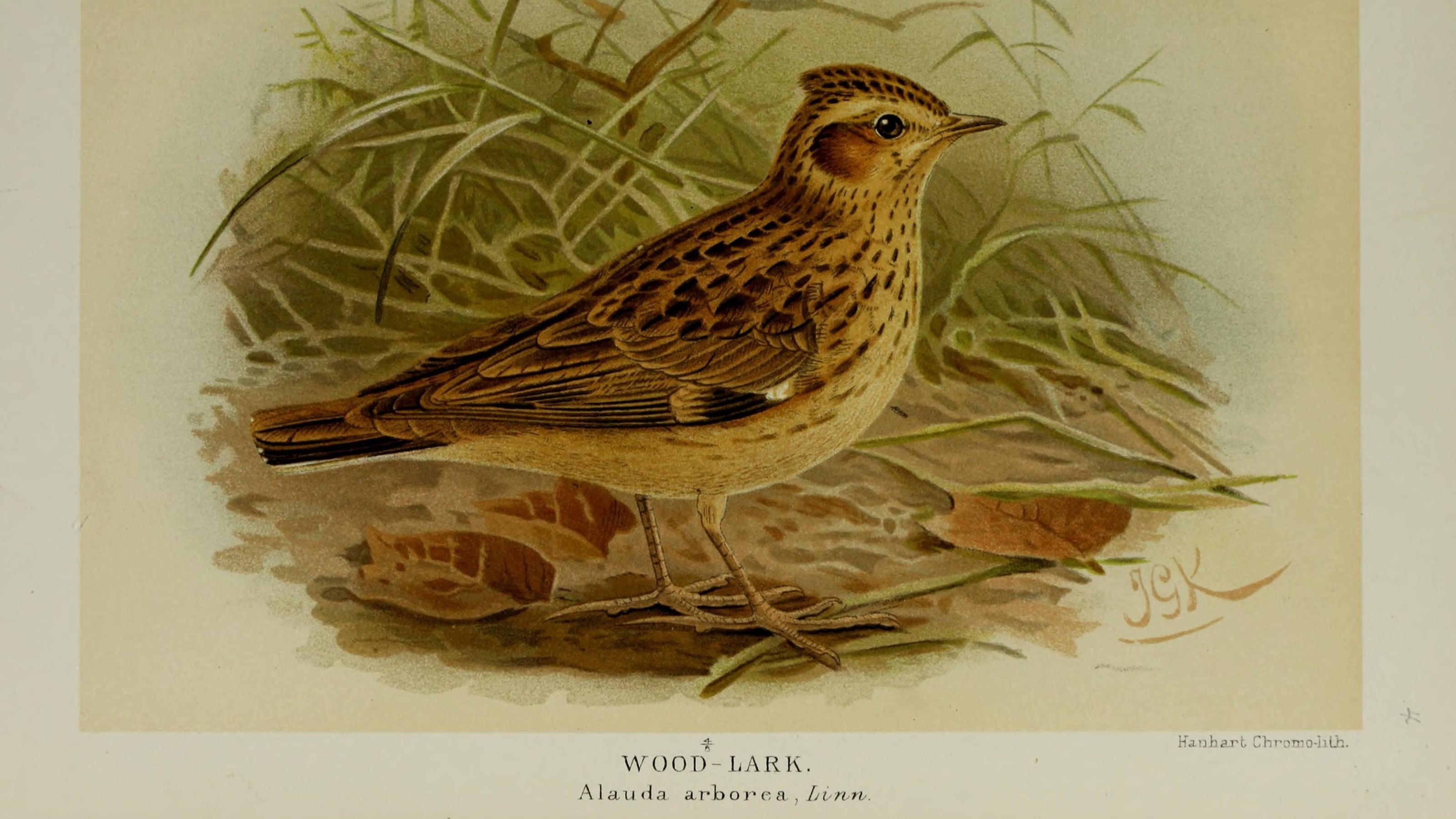 04-Feb February's Feathered Traveler Section Image