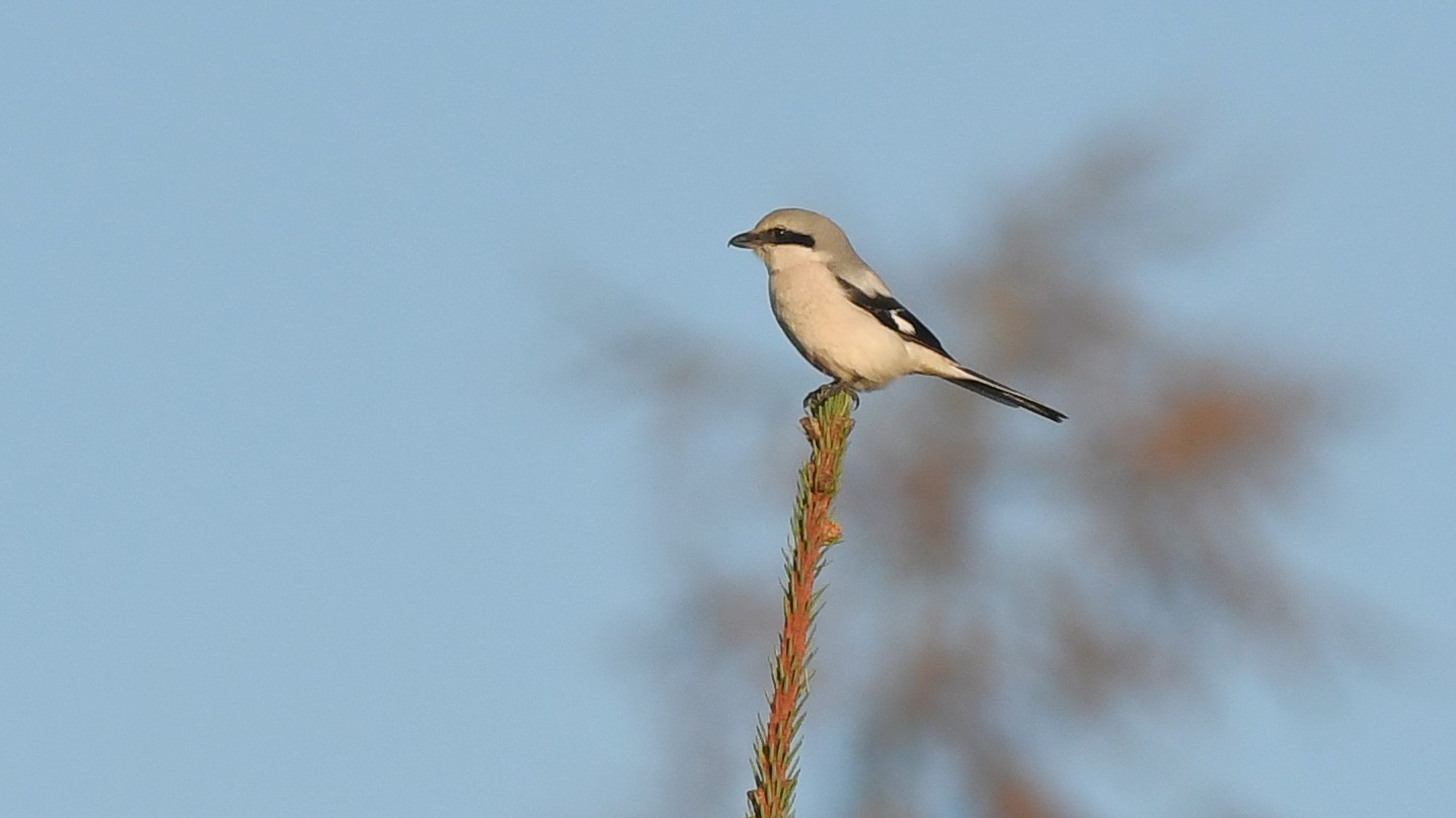 04-Feb February's Feathered Traveler Section Image