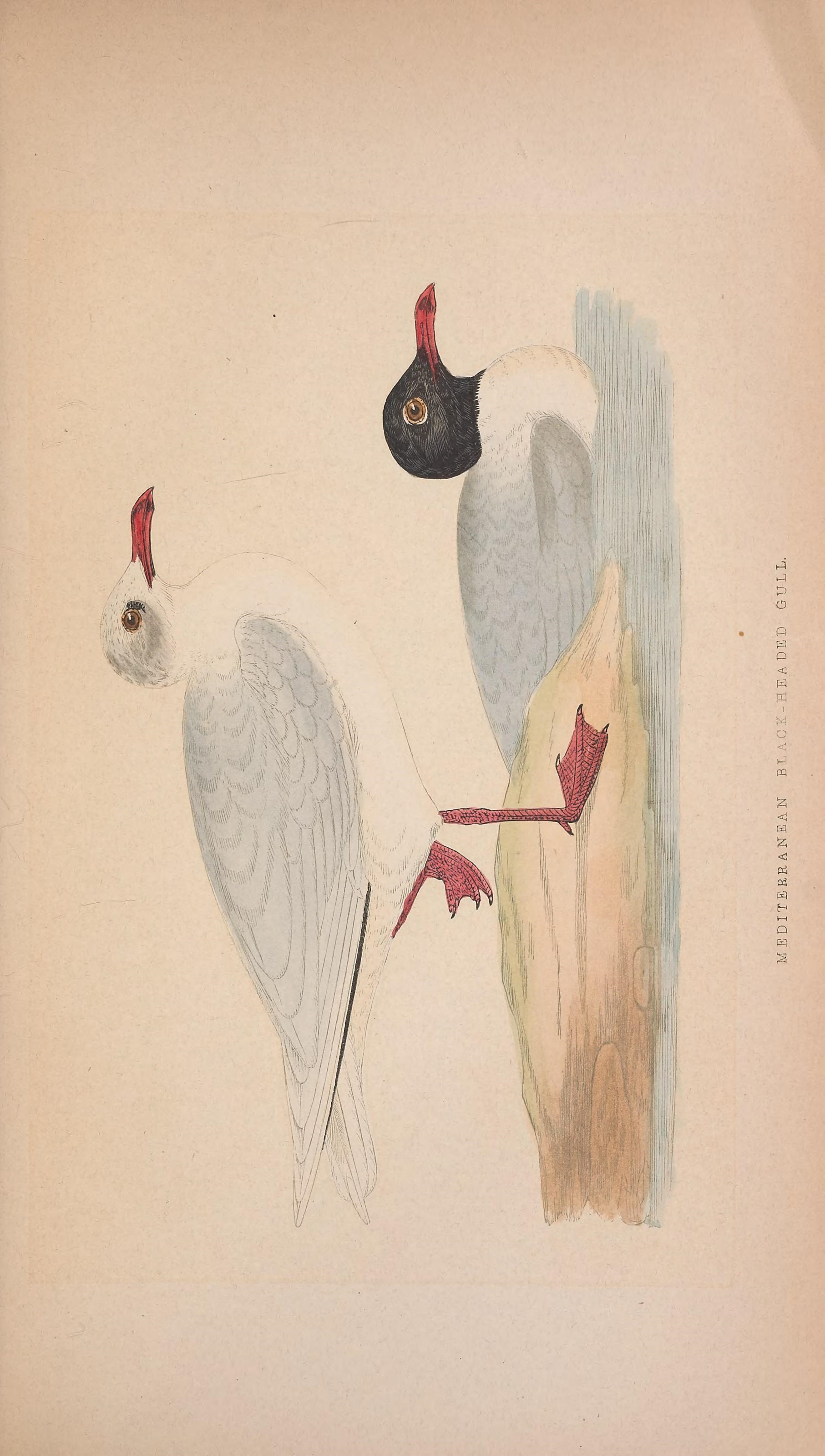 10-Jan Spotting Rare Birds Section Image