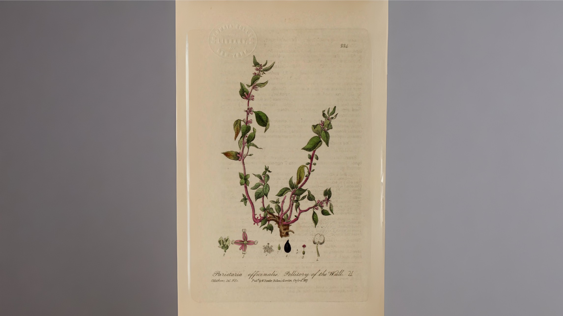 11-Jan January's Wild Flowers Section Image
