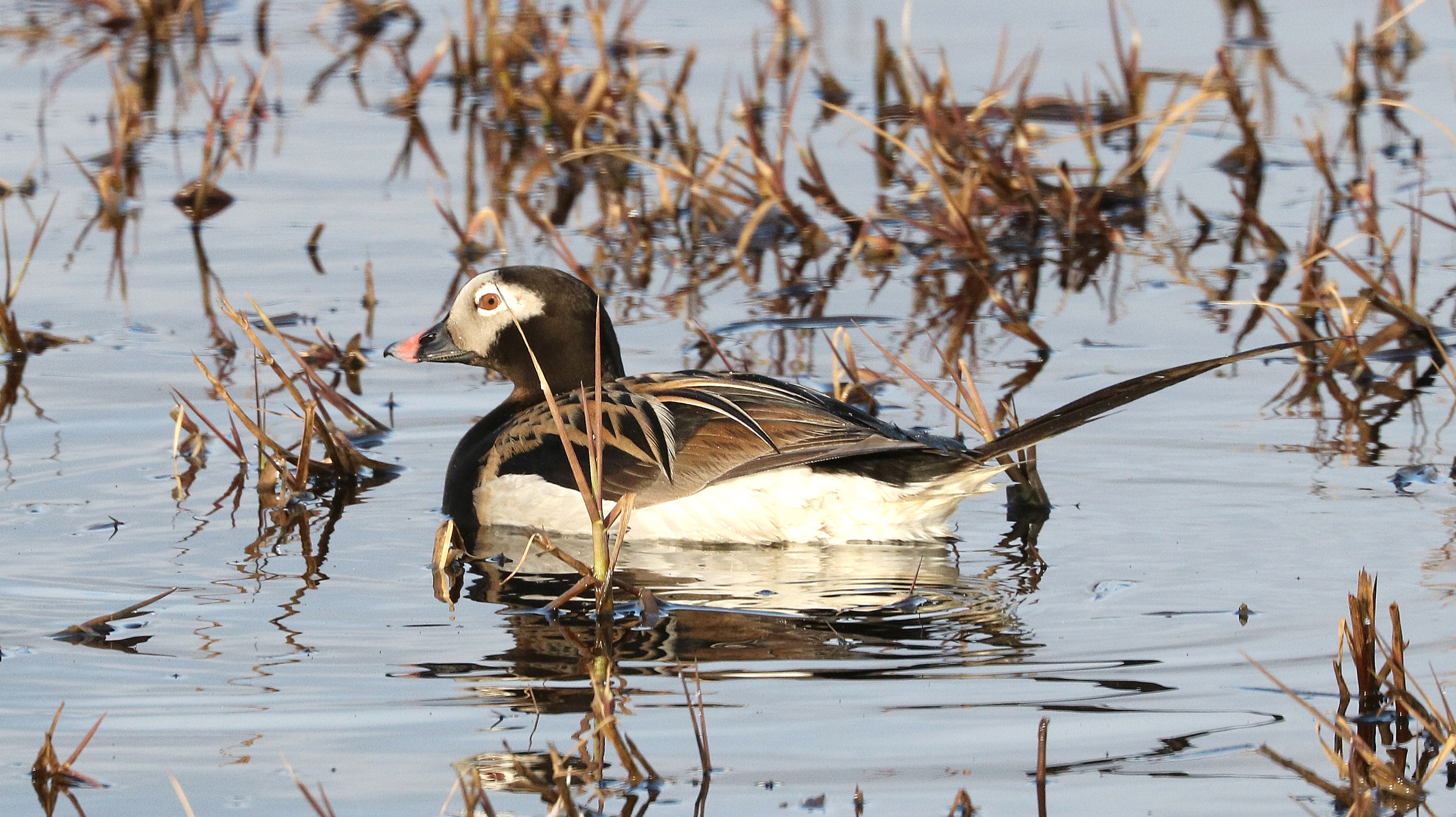 02-Jan Birdwatching in January Section Image
