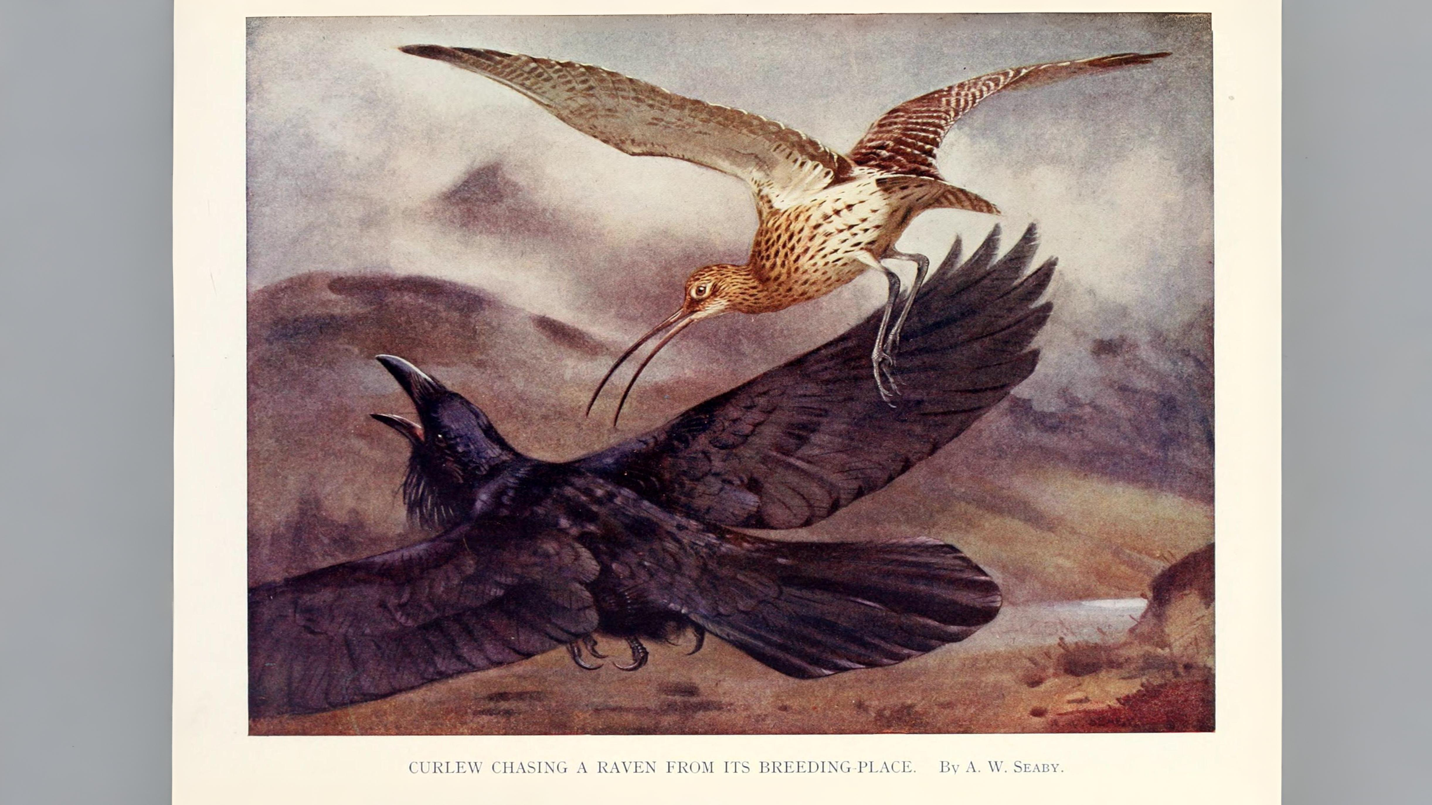 05-Apr April’s Avian Romance Section Image