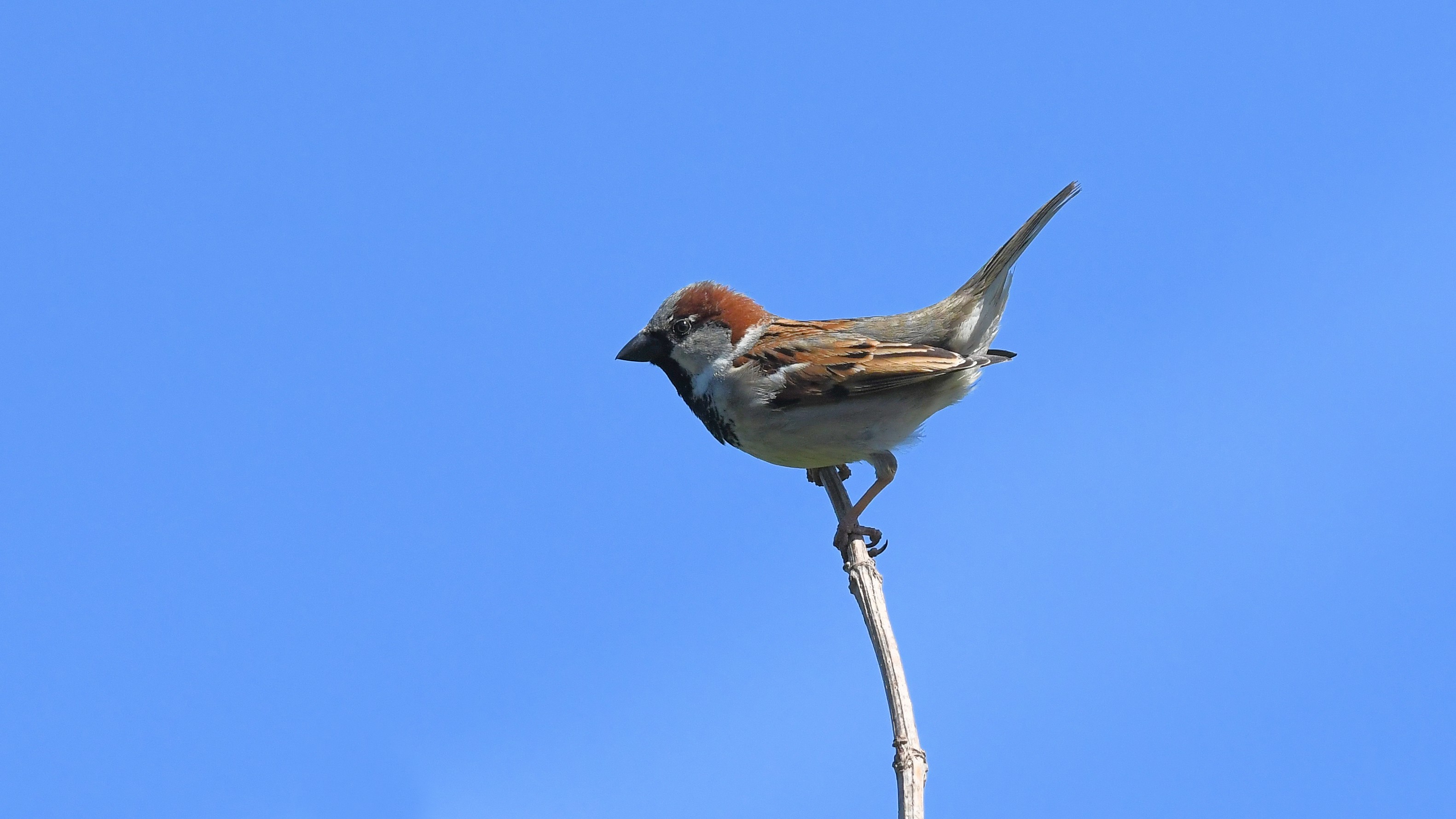 05-Apr April’s Avian Romance Section Image