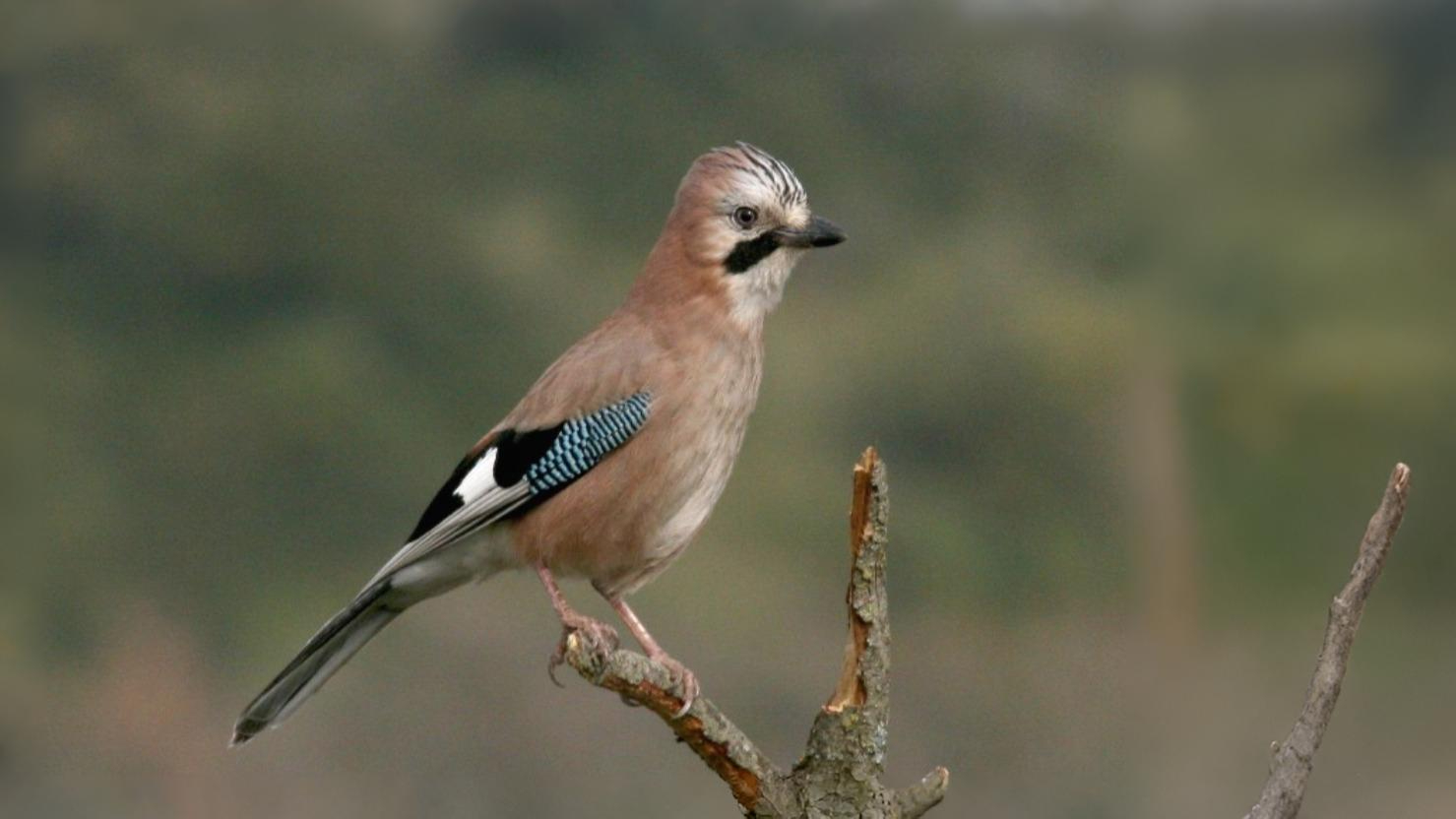 05-Apr April’s Avian Romance Section Image