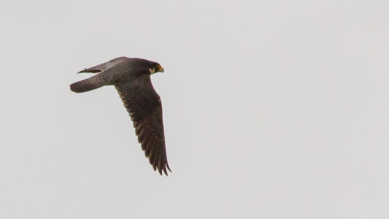 05-Apr April’s Avian Romance Section Image