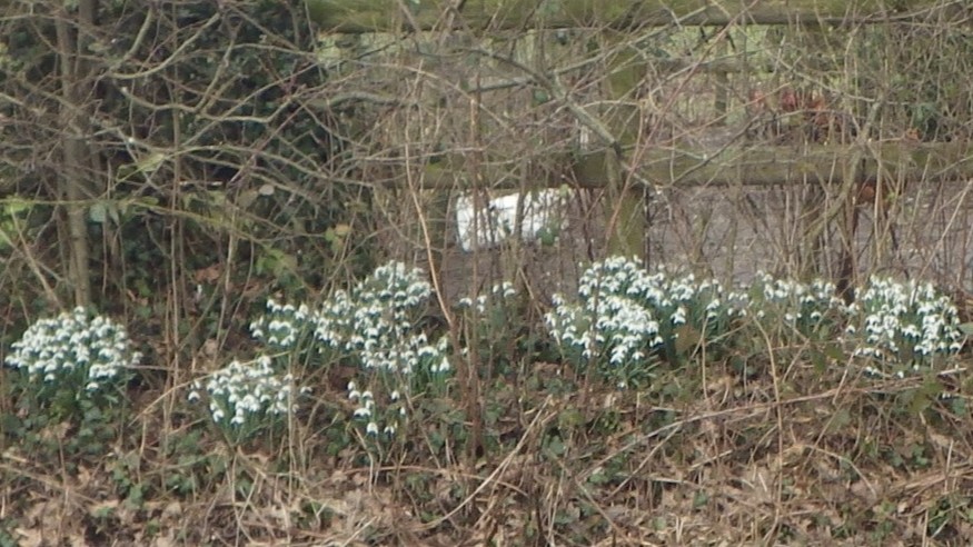 05-Feb Winter's Garden Flowers Section Image