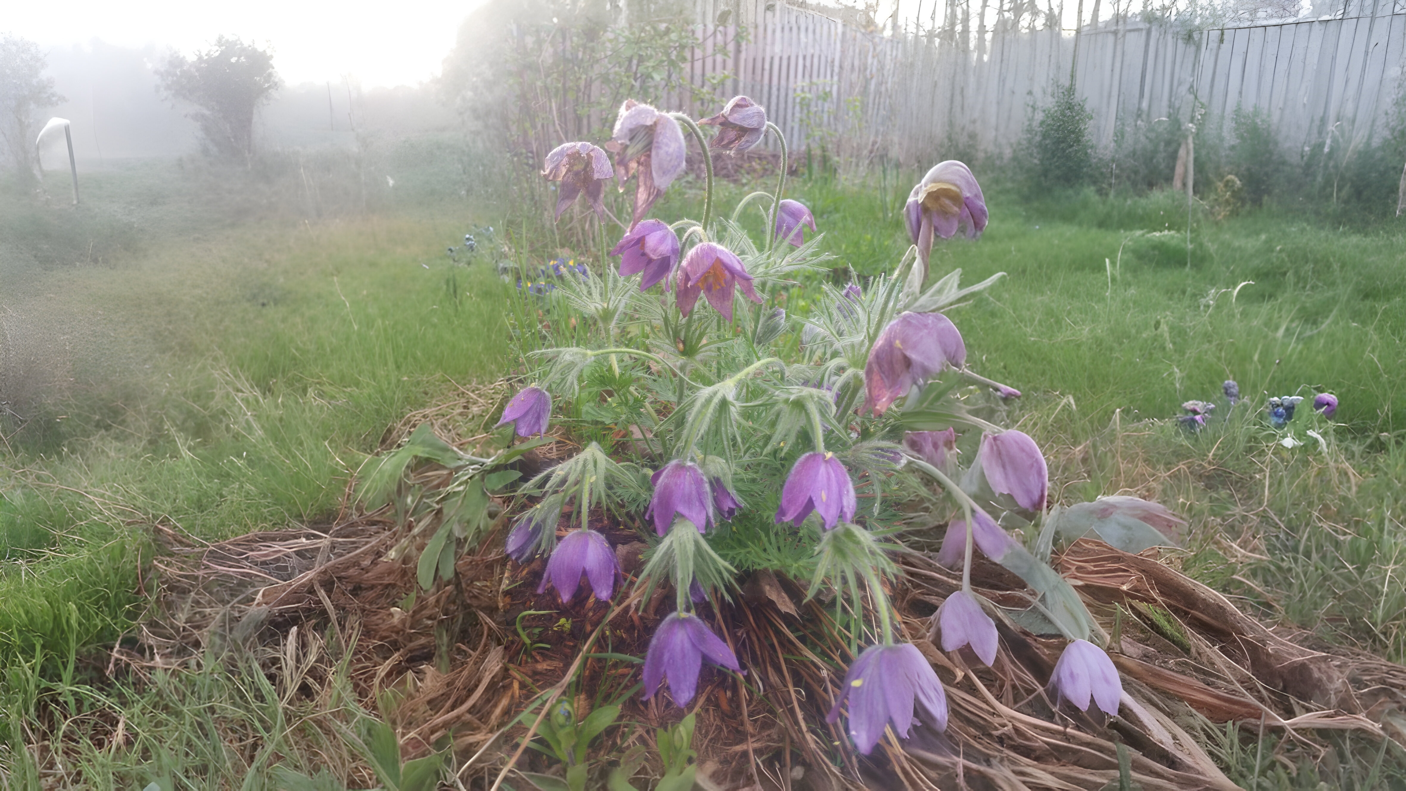 05-Feb Winter's Garden Flowers Section Image