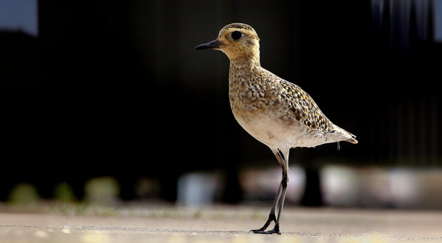 02-Jan Birdwatching in January Section Image
