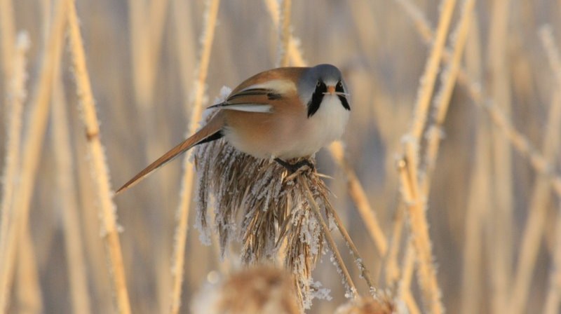 10-Jan Spotting Rare Birds Section Image